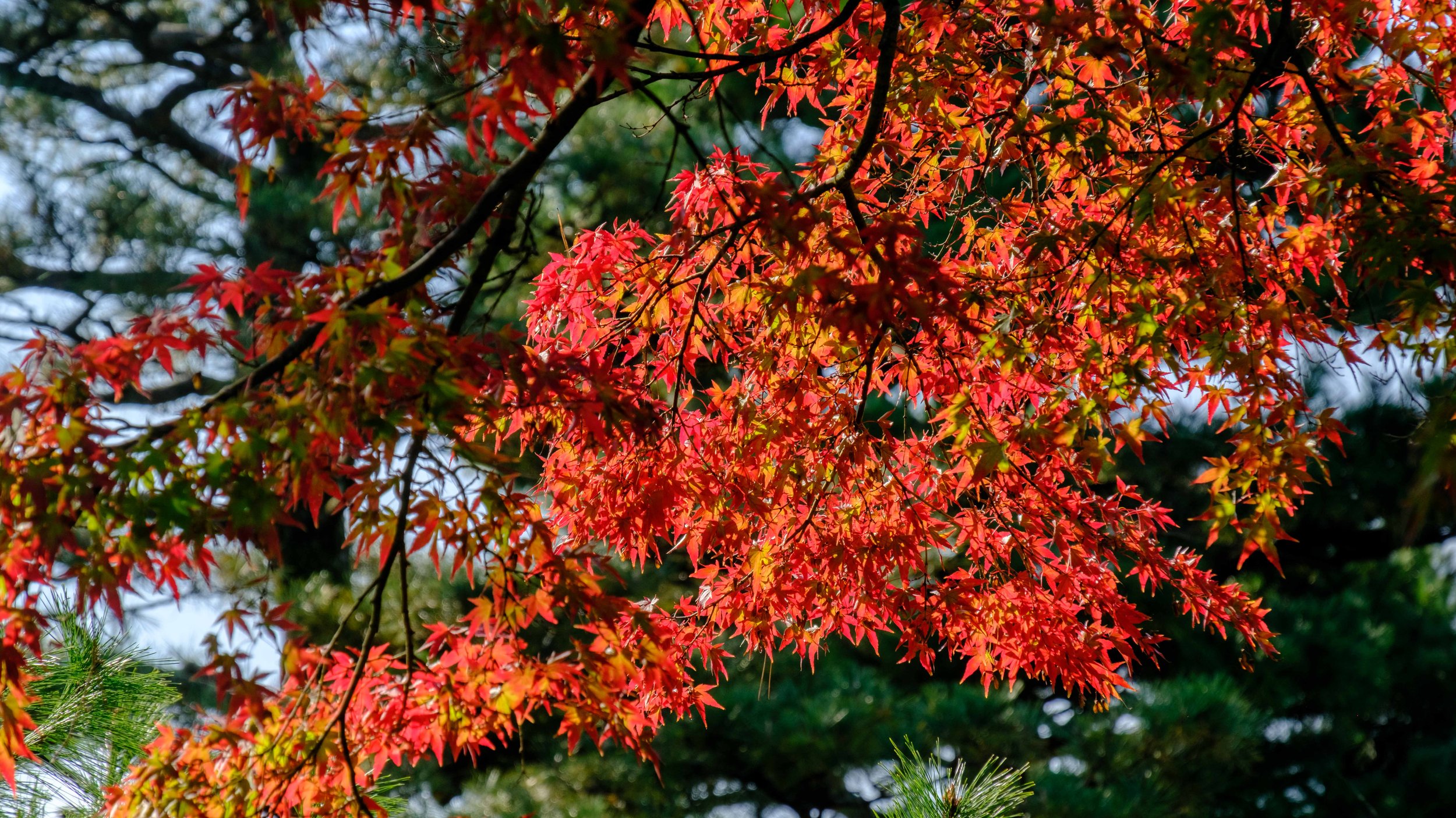 Japan 2025 webpage-45.jpg