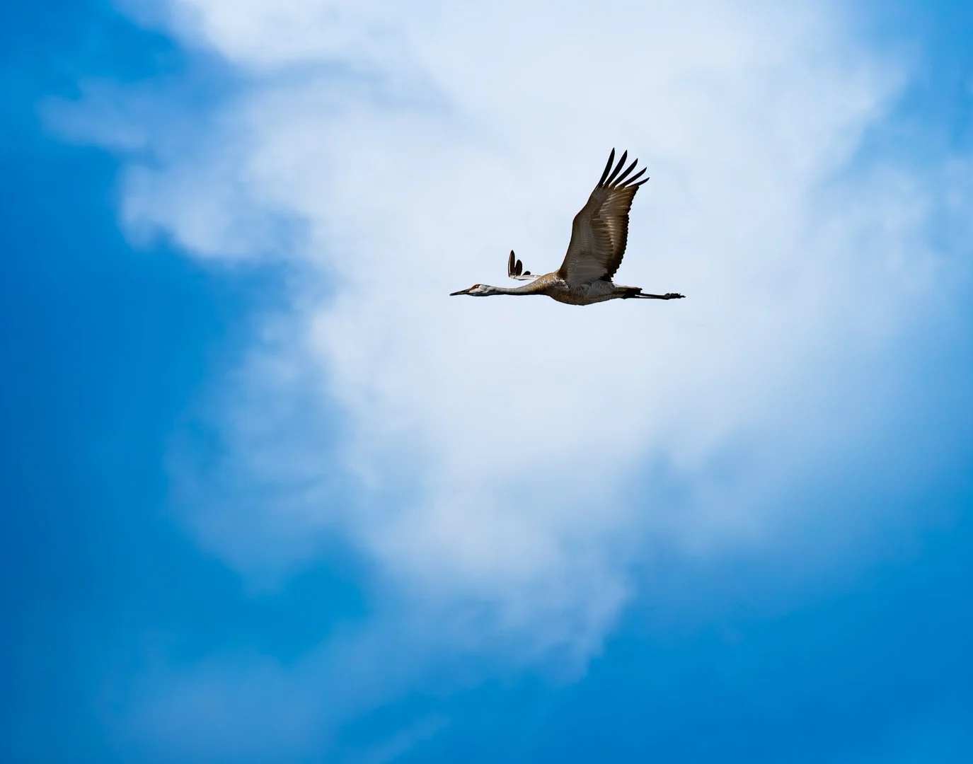 "Sandhill Crane in flight" | March 2026 | Topic (Wildlife) - Print | (Score: 8)
