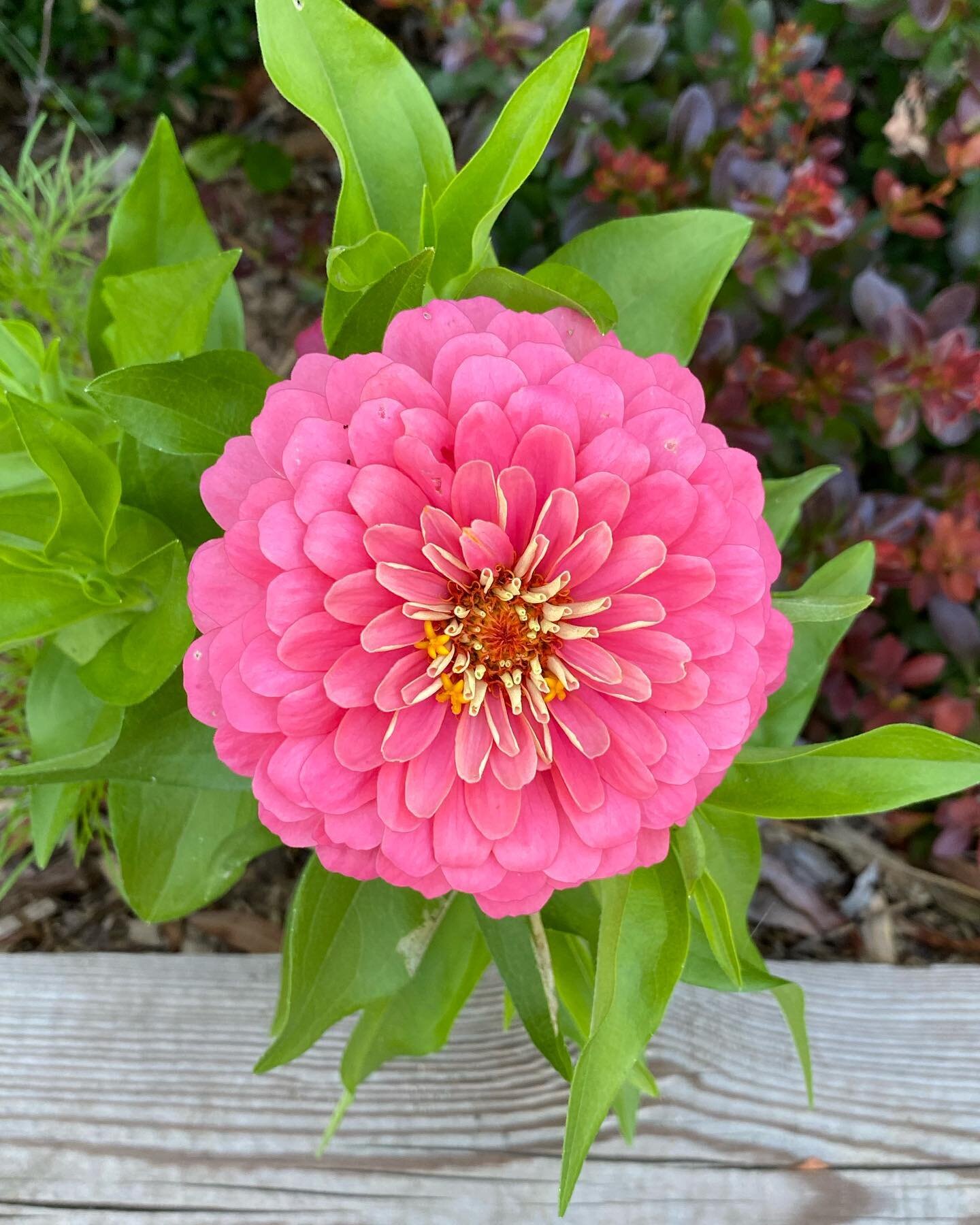 🌸🌼🌸excuse us while we draw some inspiration #flowers #zinnia #inspiration #vivacevt #gorgeous