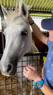 Know What a Horse Needs