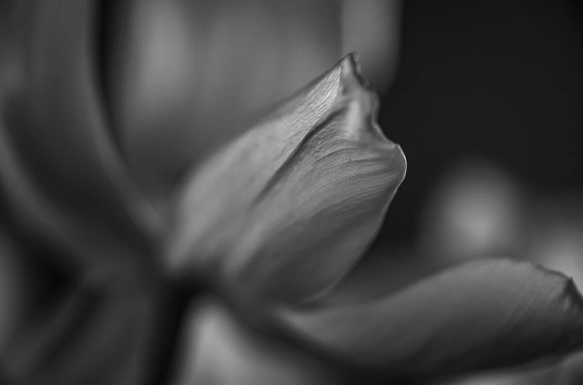 Tulip Macro Series