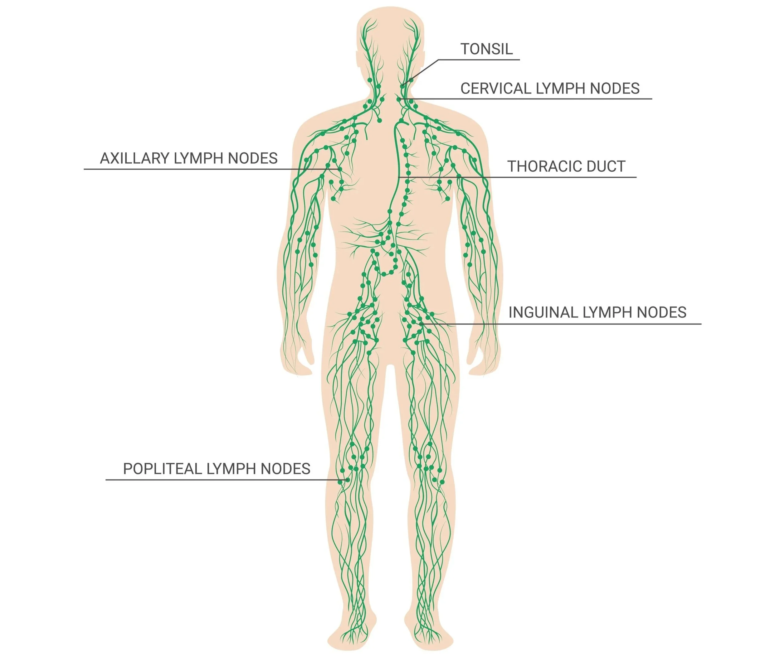 Diagram of the human lymphatic system showing lymph nodes, vessels, and major drainage pathways throughout the body