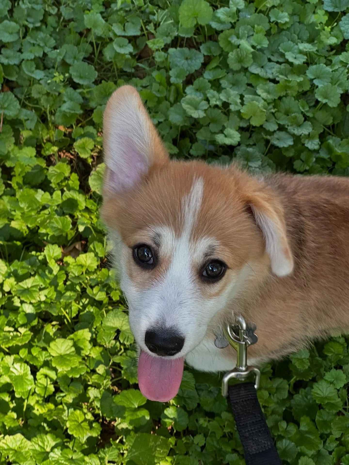 There’s a new kid on the block: Meet Linus! 
He’s 3 months old, small but mighty, and pretty perfect. 
Favorite hobbies so far include desperately trying to make friends with the cats, teething, going full belly-up while napping, and, m