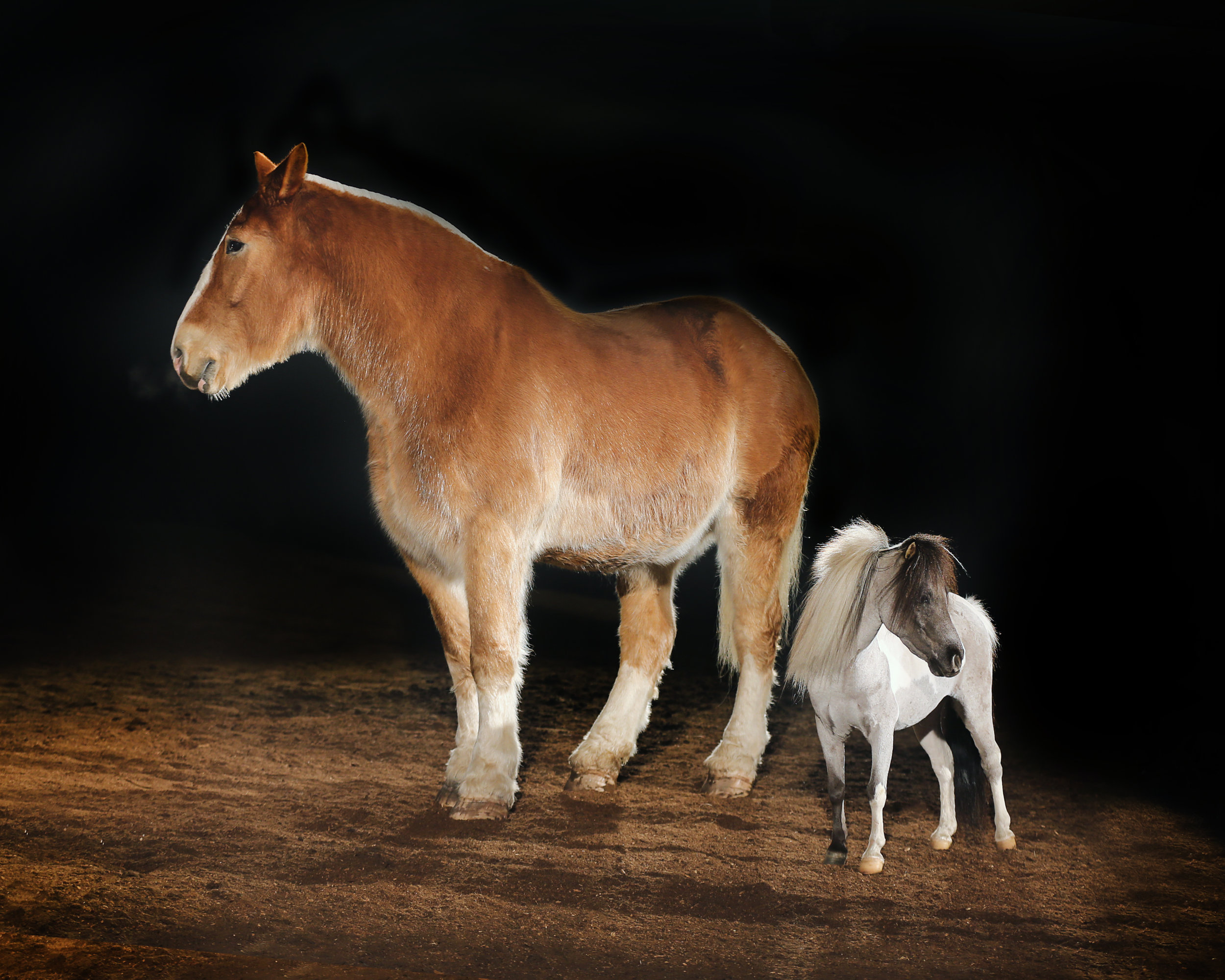 Belgian Draft Horse and Miniature Shetland Pony.jpg