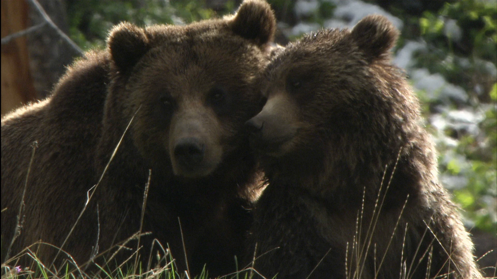 Grizz still 3.jpg