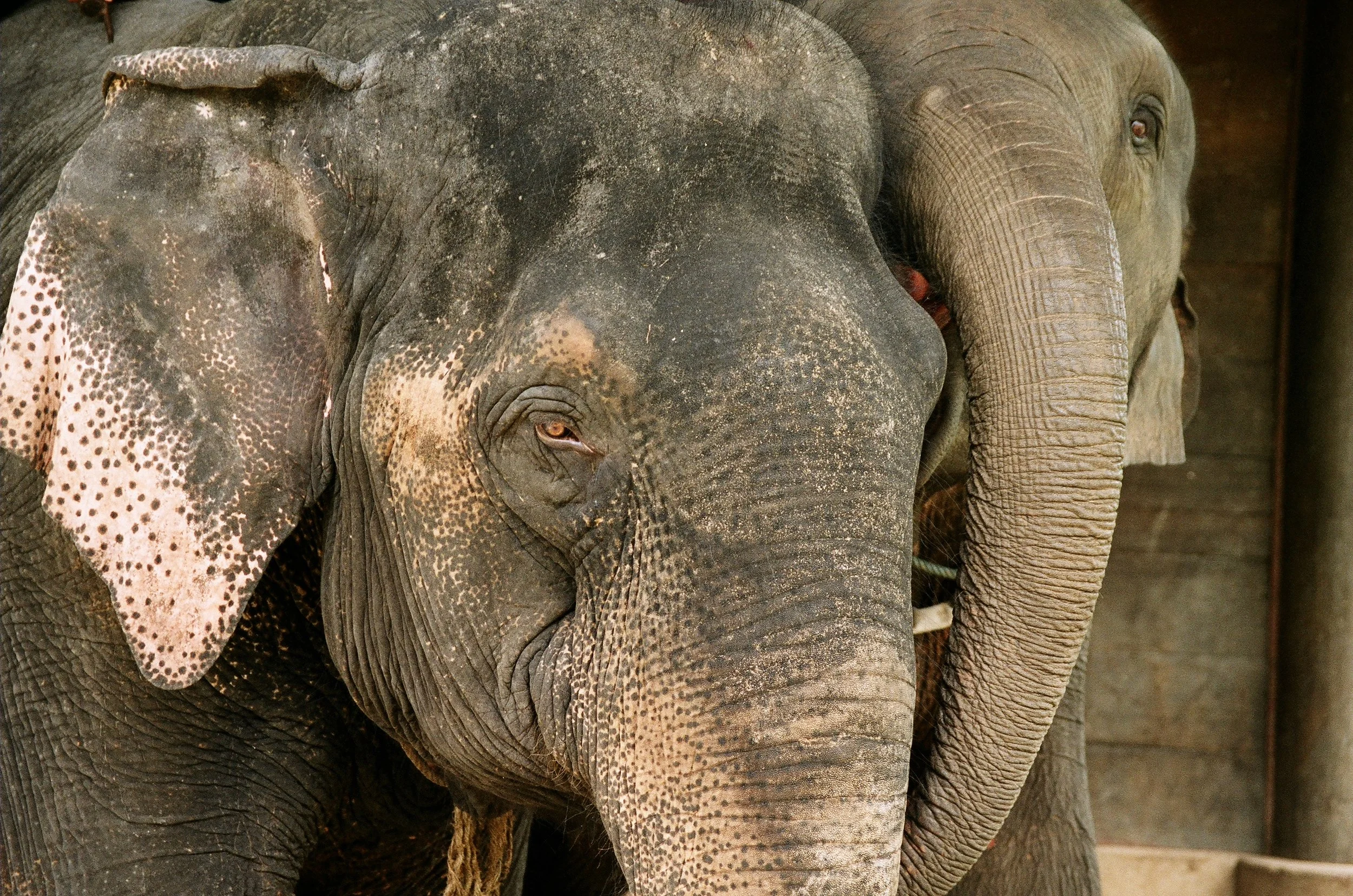 LDHE - elephant - photoDanielFerguson.jpg