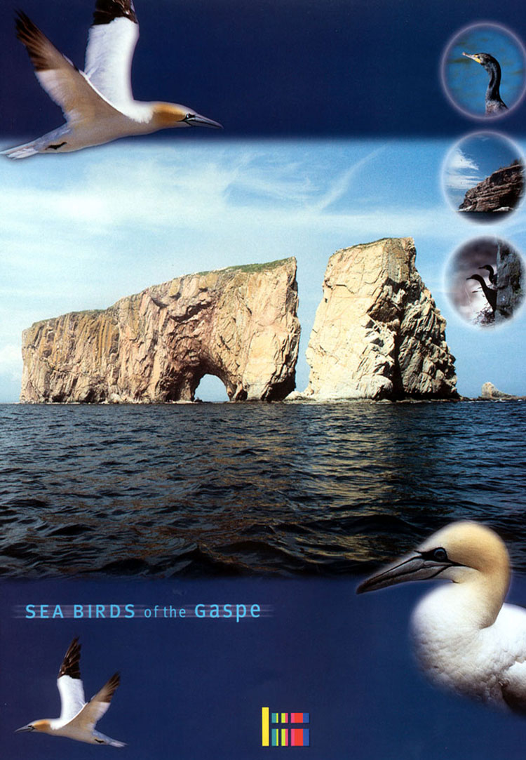 Sea Birds of the Gaspé