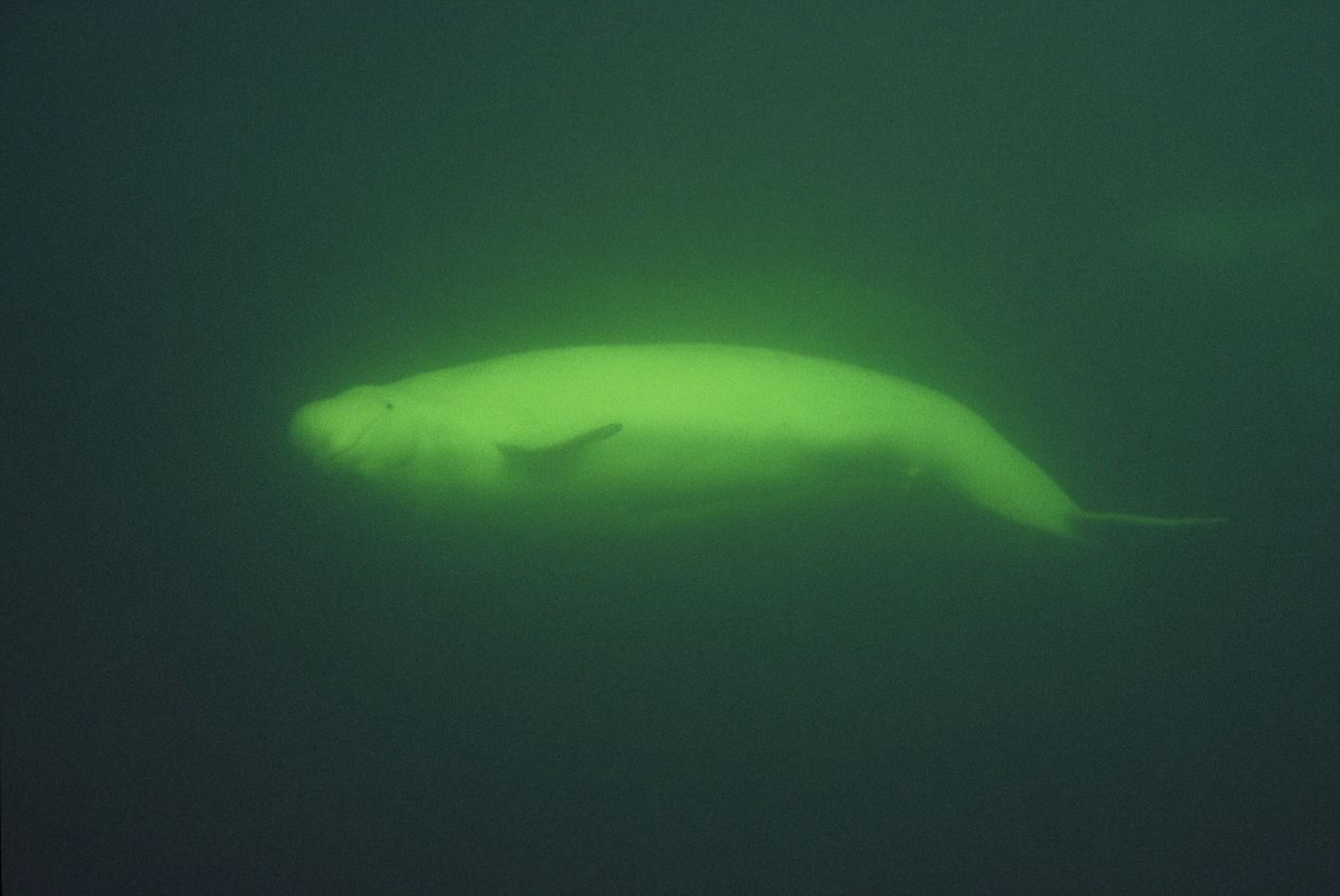 beluga2.jpg