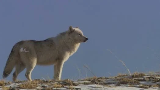 White Wolf2.jpg