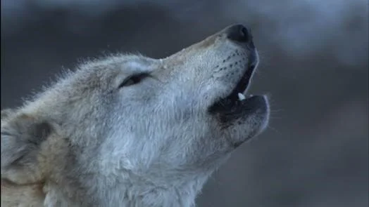 White Wolf.jpg