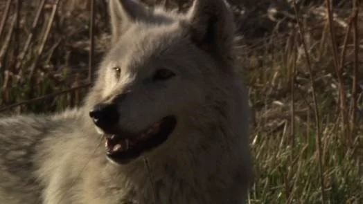 White Wolf3.jpg