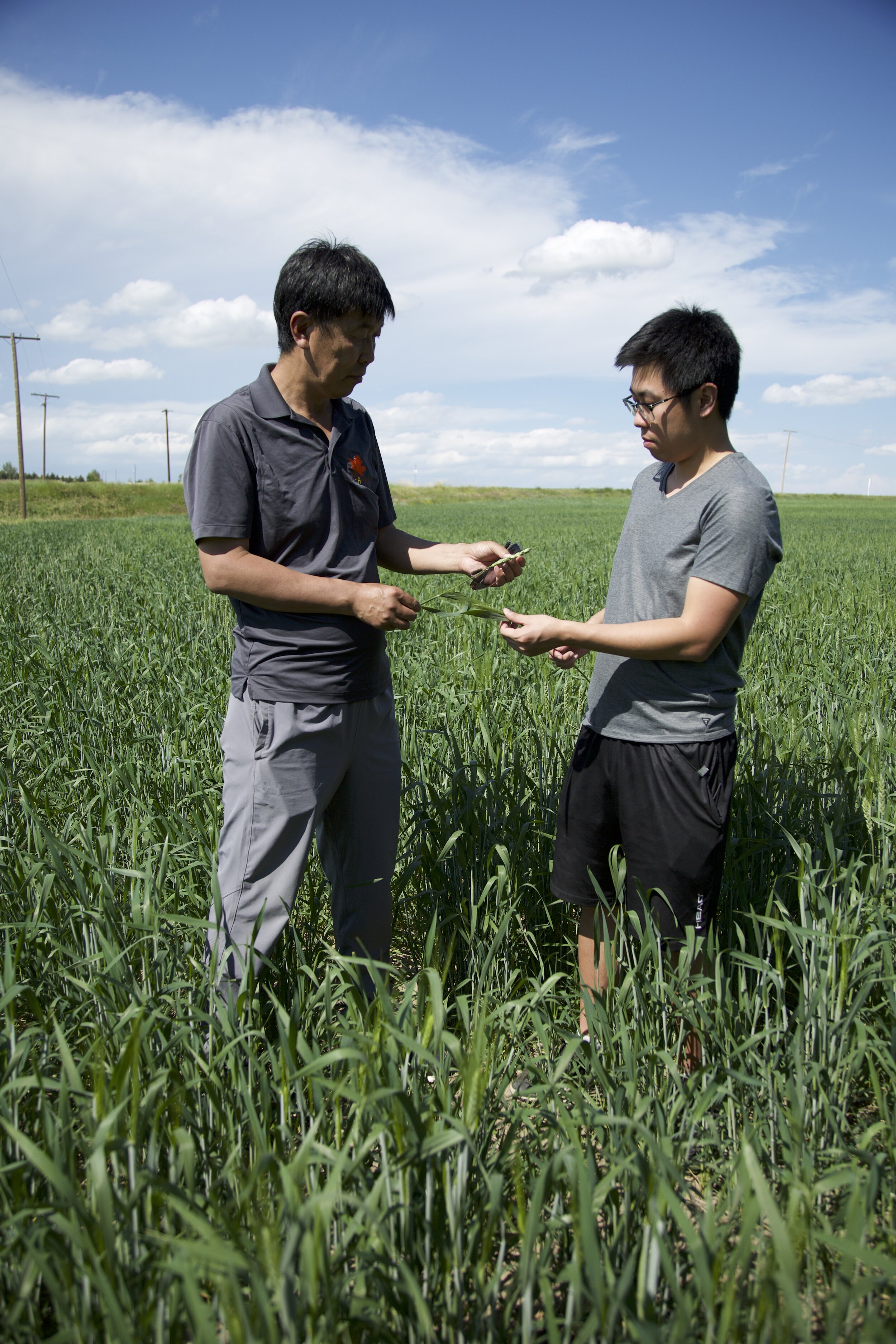 Farmland - David Fu checks the quality of the crops with his son Tony.jpg