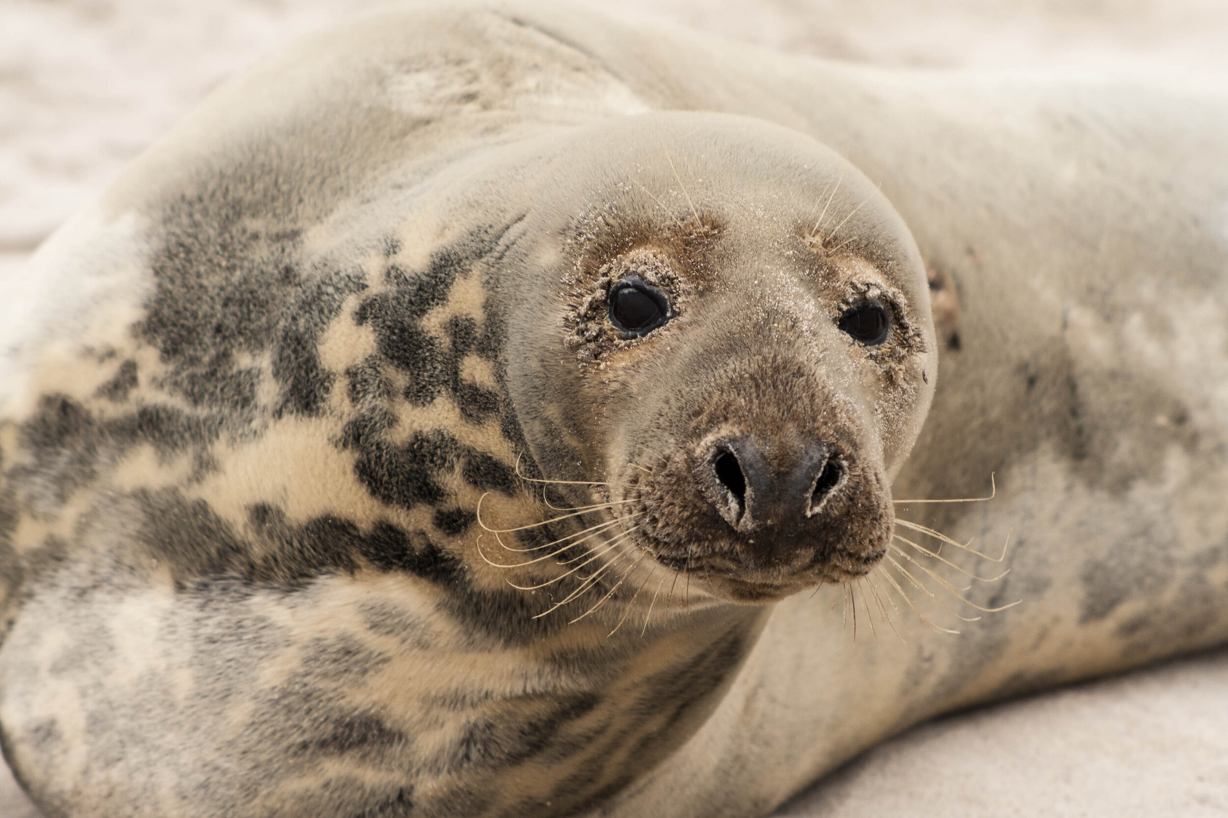 Sandy Seal by Damian Lidgard.jpg