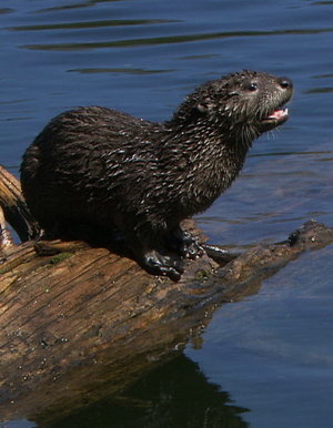 Otters: River Masters of Yellowstone - 51'