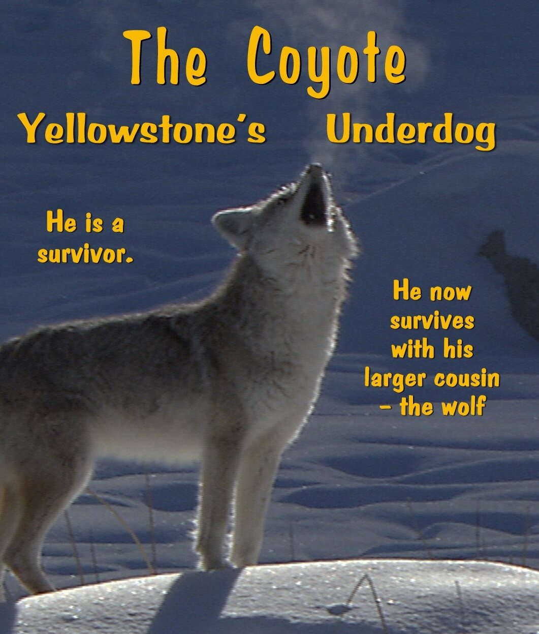 The Coyote: Yellowstone's Underdog - 53'