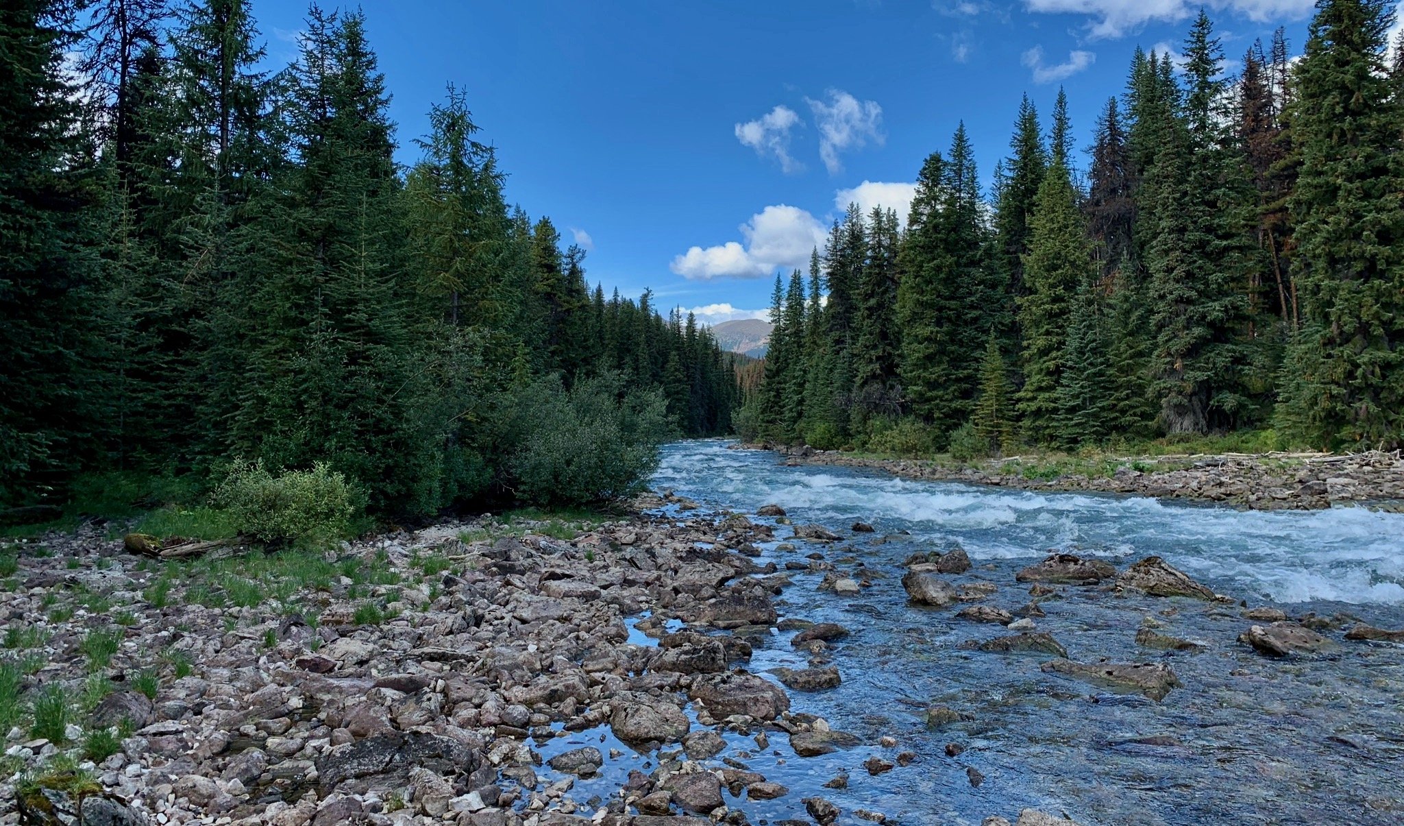 Boreal Beauty Jasper, Alberta © Michael Zelniker.jpeg