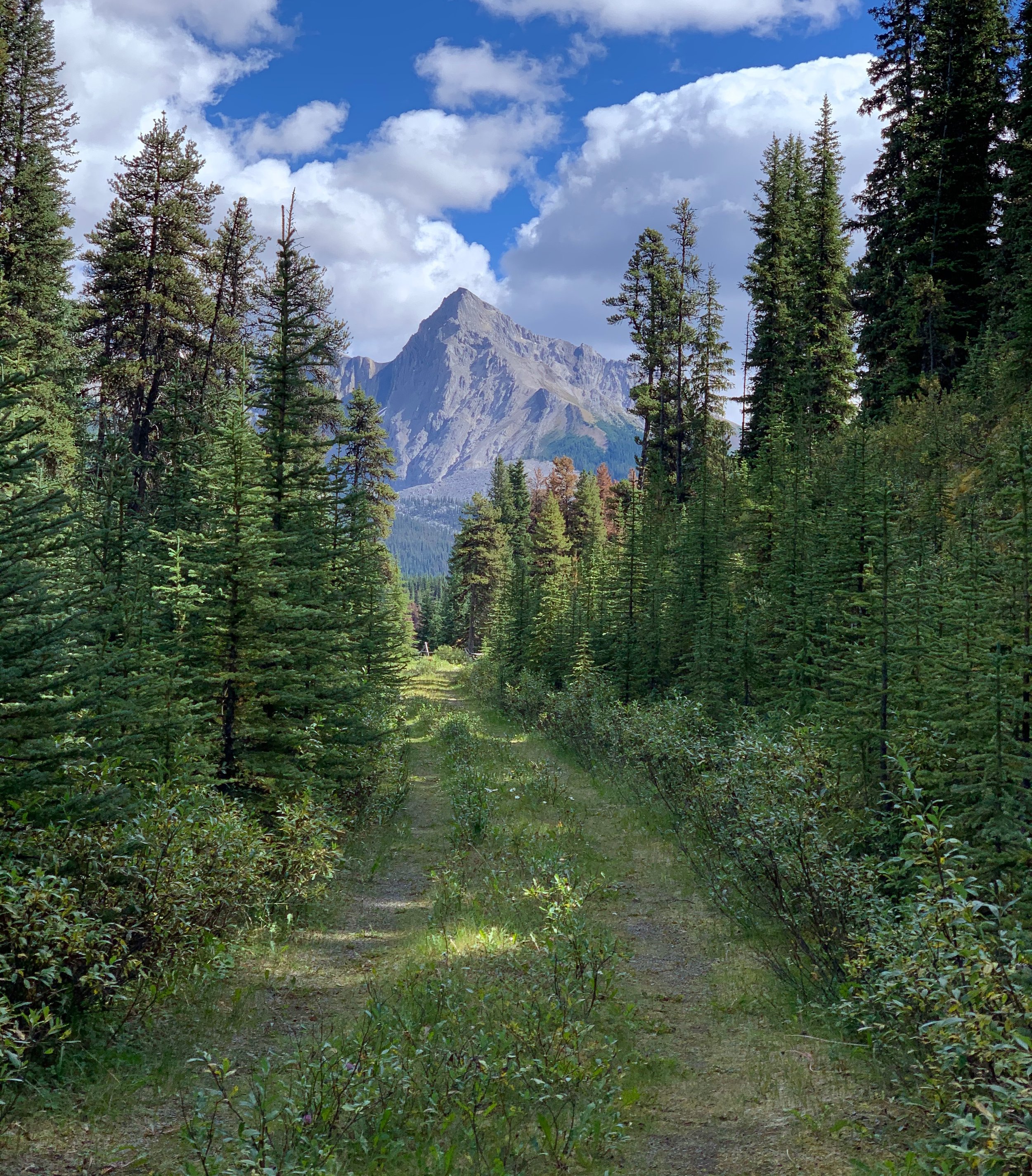 Boreal Beauty Jasper Alberta 3 © Michael Zelniker.jpeg
