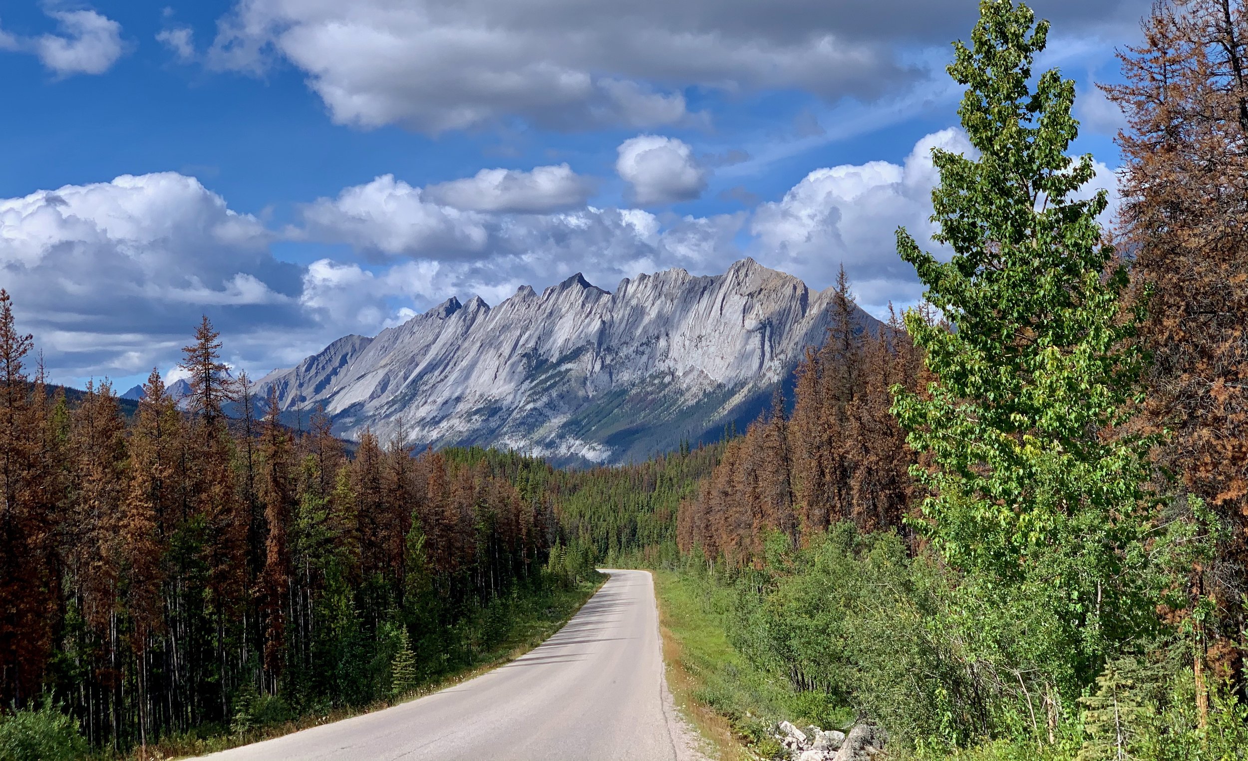 Boreal Beauty Jasper, Alberta 4 © Michael Zelniker.jpeg