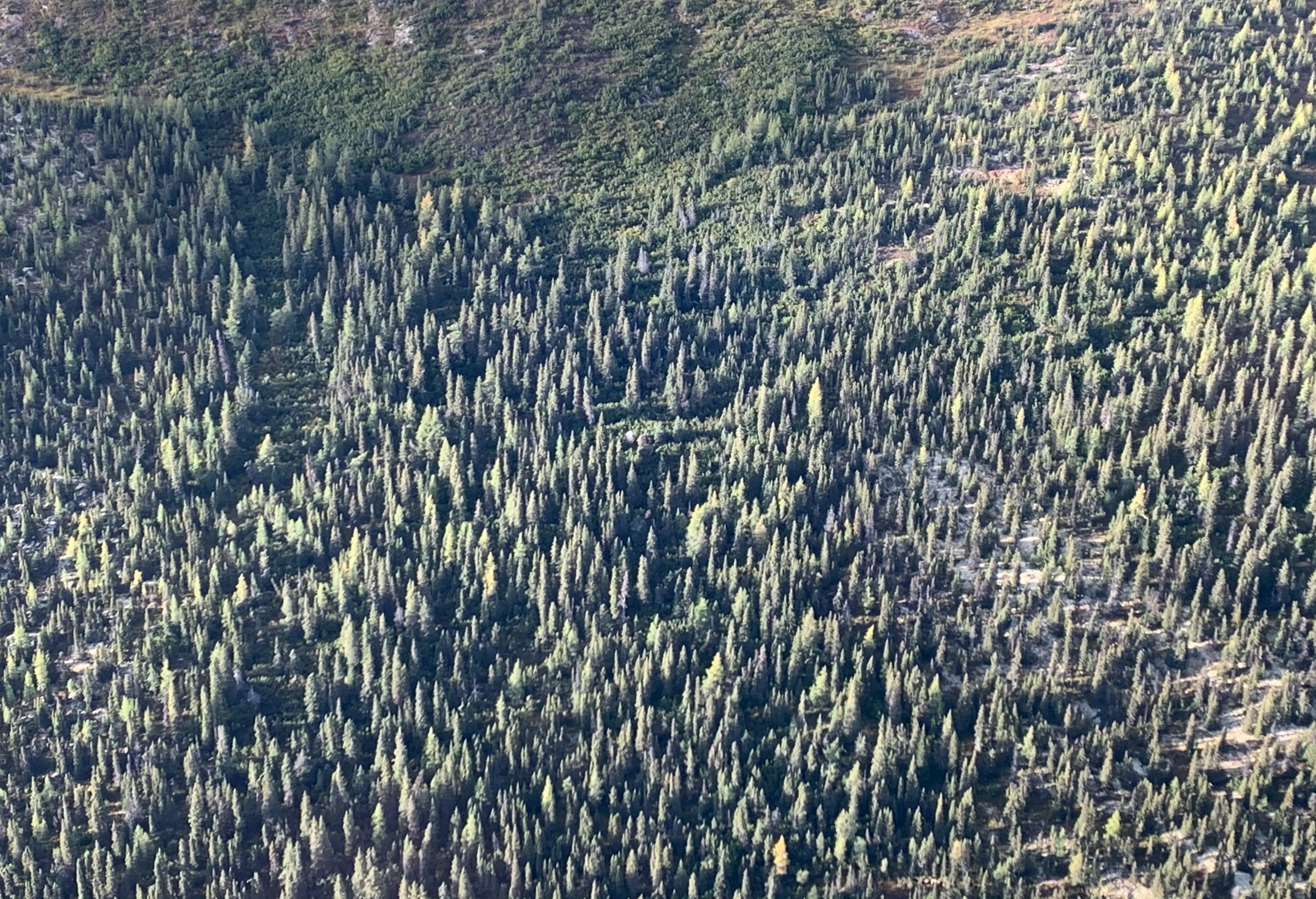 Boreal Forest Northeastern Quebec © Michael Zelniker.jpeg