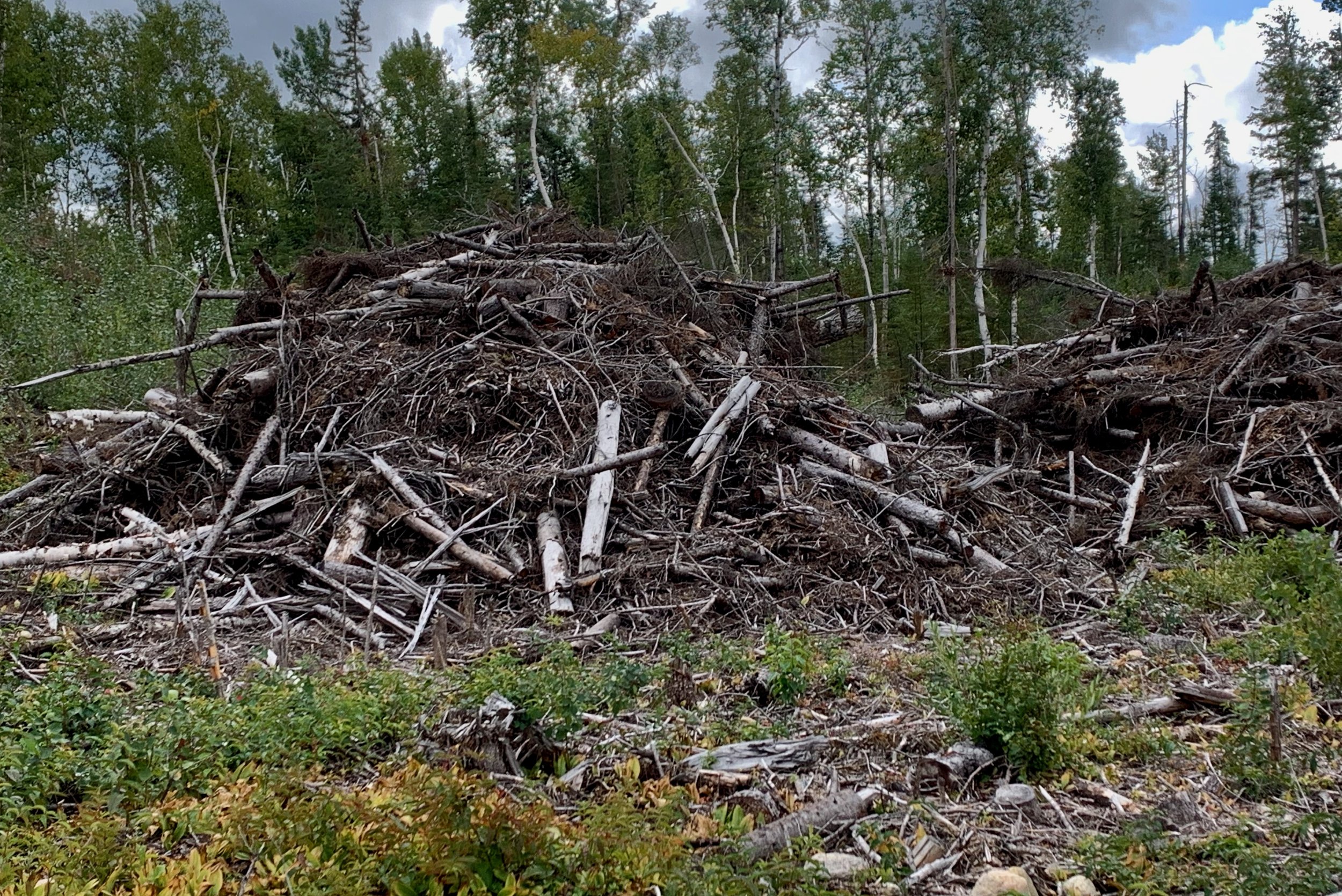 Logging Destruction Northern Ontario © Michael Zelniker.jpeg