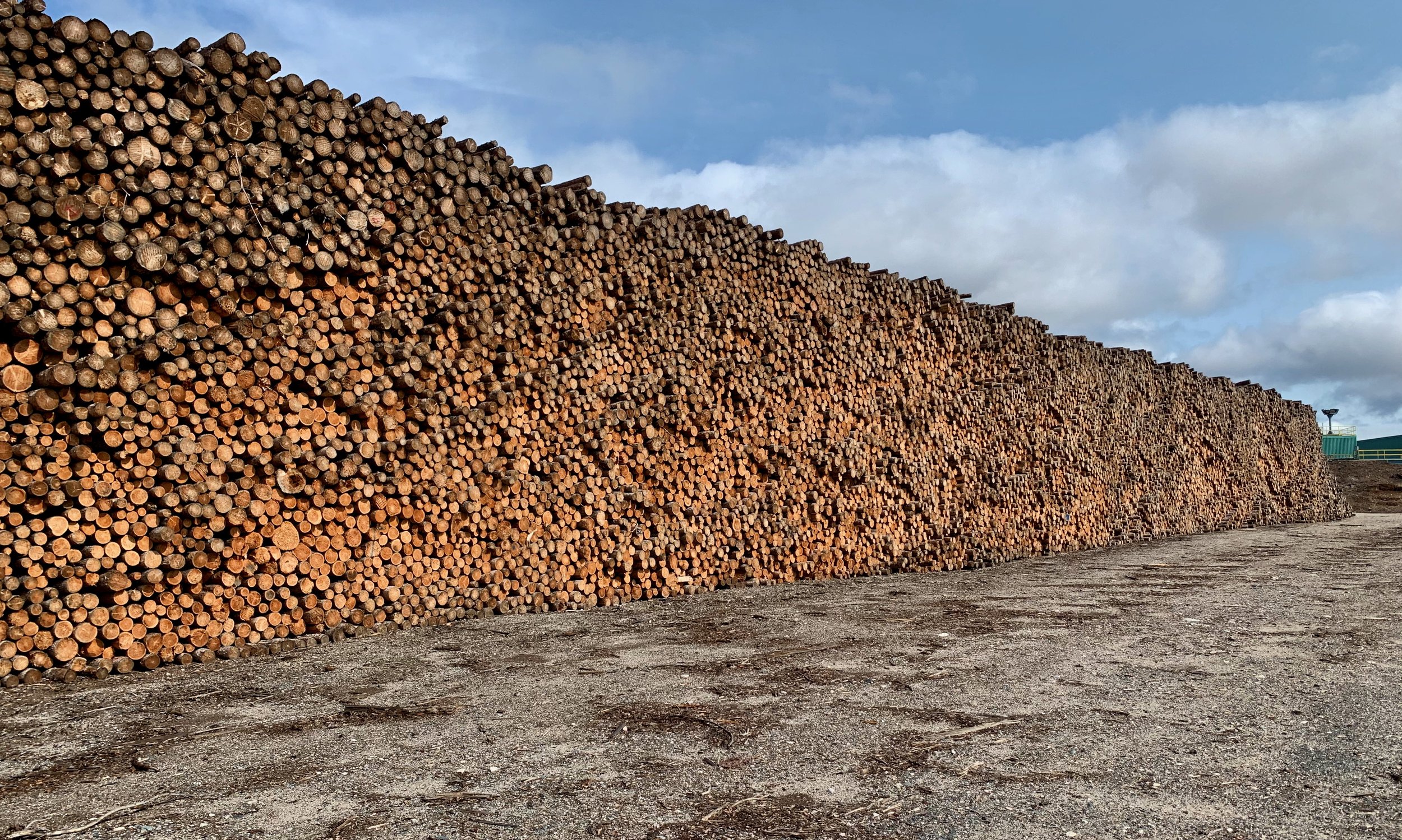 Lumber Mill Death Camp for Trees © Michael Zelniker.jpeg