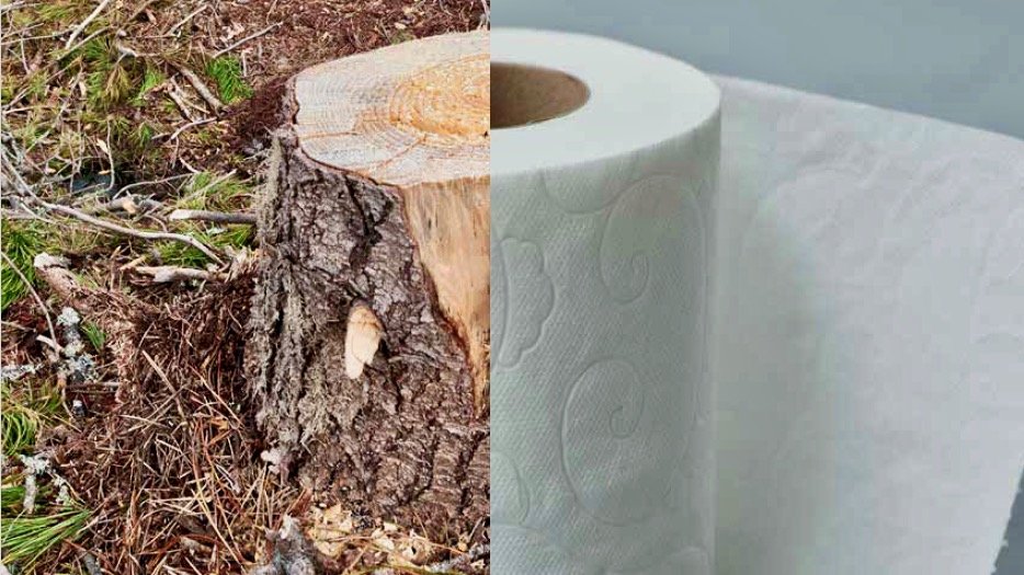 tree stump or roll of toilet paper © Michael Zelniker.jpeg