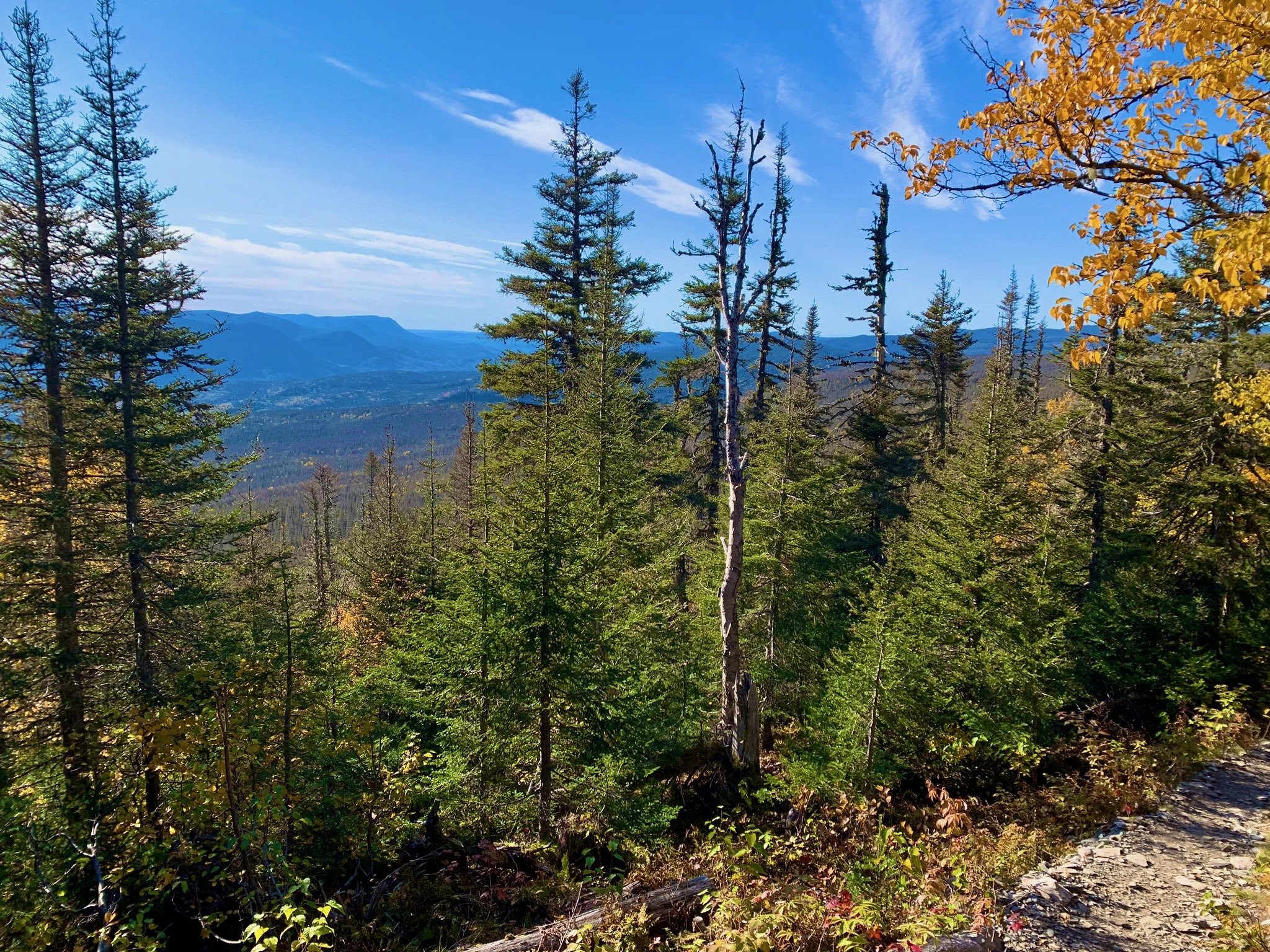 Boreal Beauty Gaspe © Michael Zelniker.jpeg