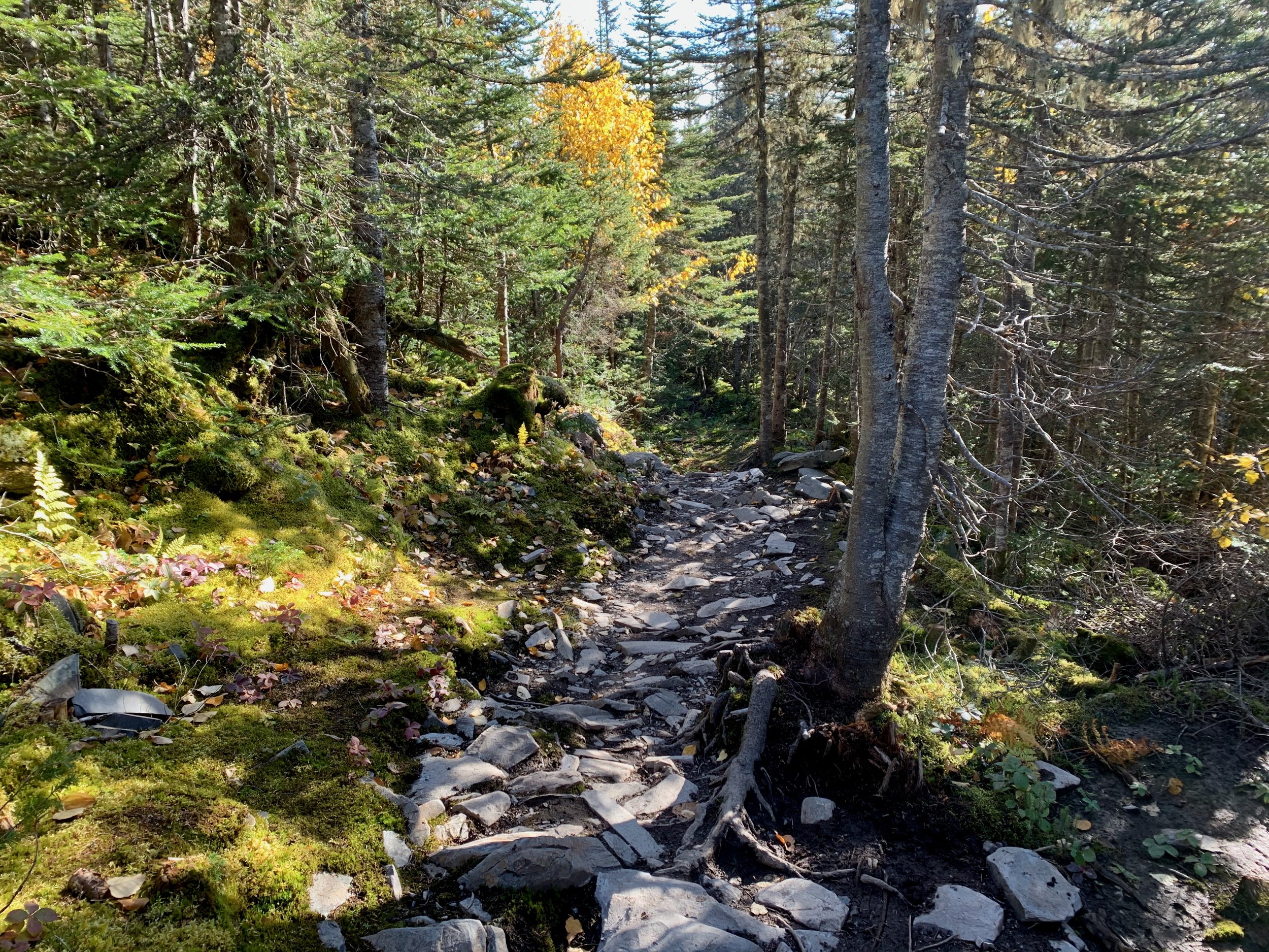 Boreal Beauty Gaspe 3 © Michael Zelniker.jpeg