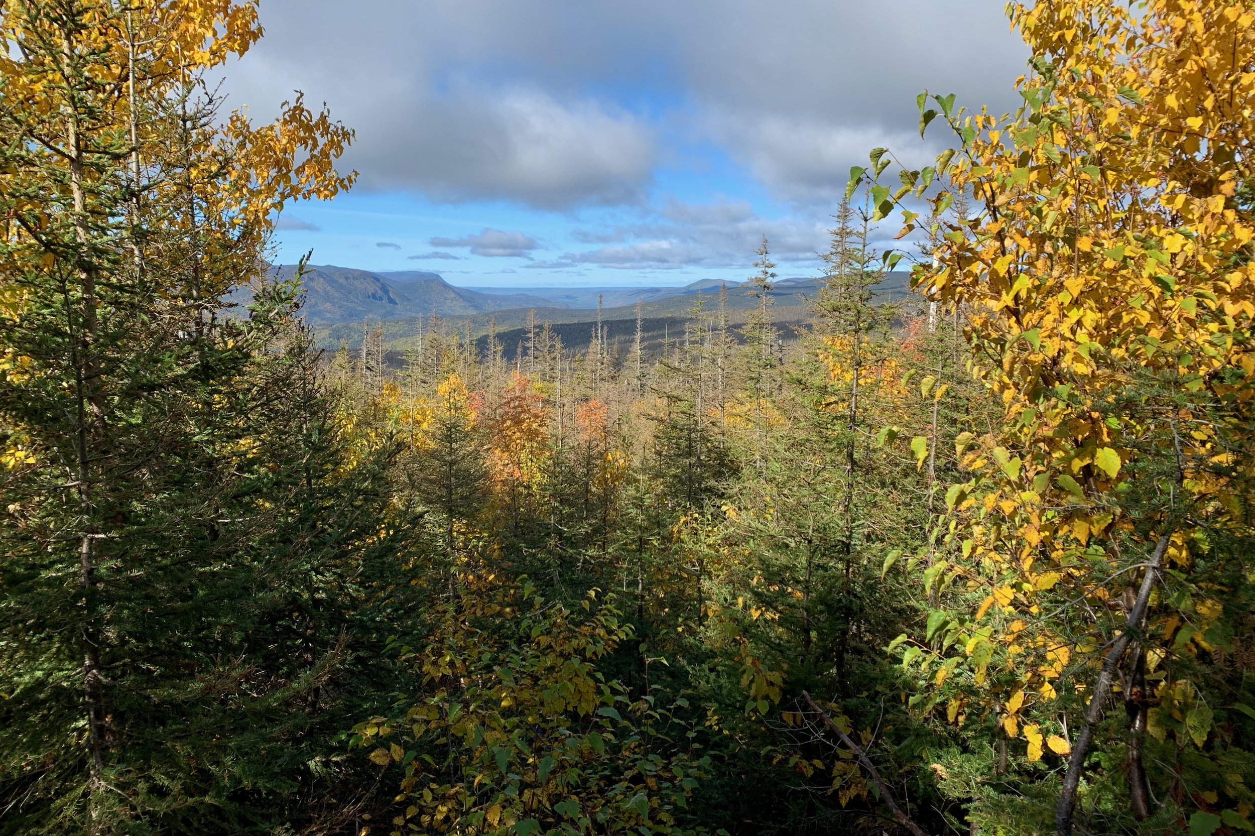 Boreal Beauty Gaspe 5 © Michael Zelniker.jpeg