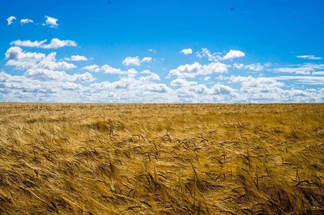 Sunny wheat fields ☀️ .
.
.
.
Sunny Norfolk, England 🏴󠁧󠁢󠁥󠁮󠁧󠁿 .
.
.
.
.
.
#roamtheplanet
#lifewelltravelled
#traveldeeper
#travelphotos 
#travelpics
#travelstroke
#travelphoto
#travelporn 
#iamatraveler 
#worldingram 
#wanderer
#worldplaces
#ar