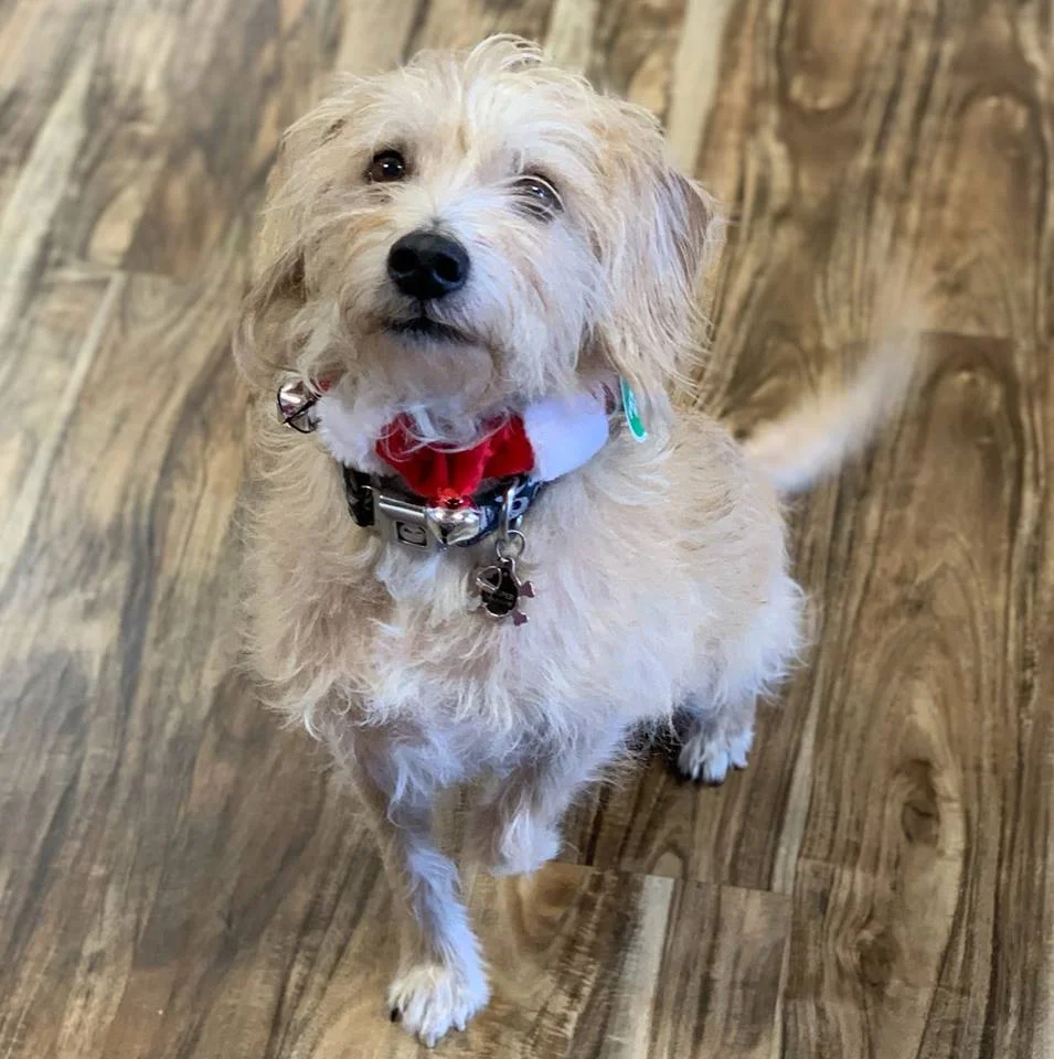 Hoof N Paw Animal Chiropractic