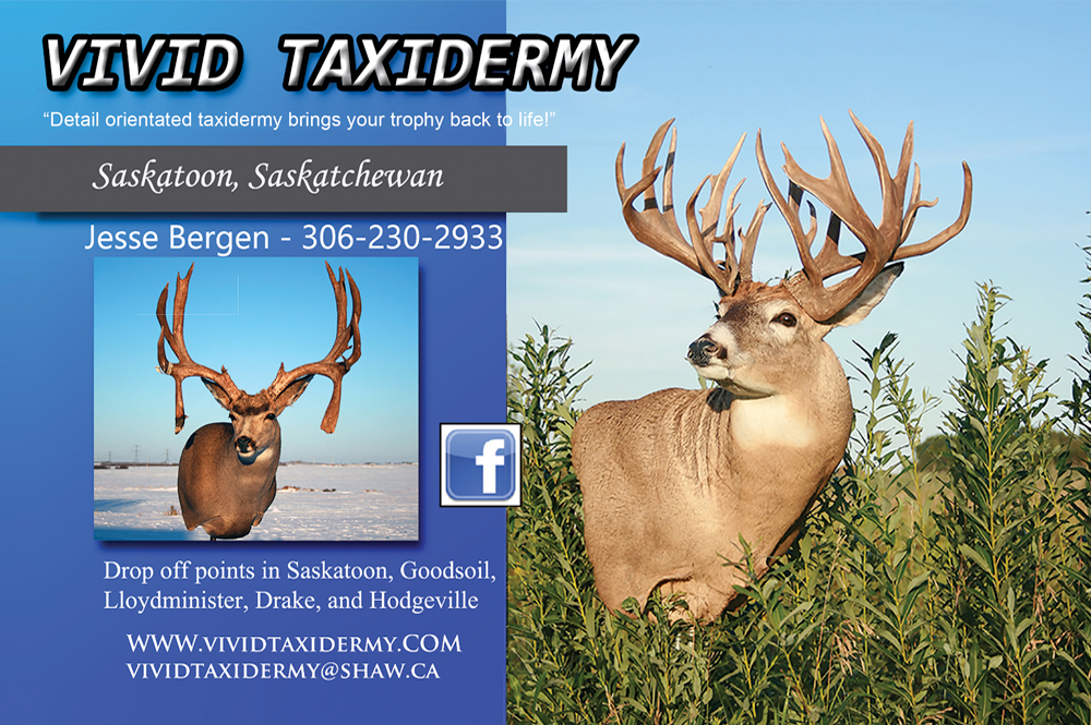 Vivid Taxidermy Jesse Bergen