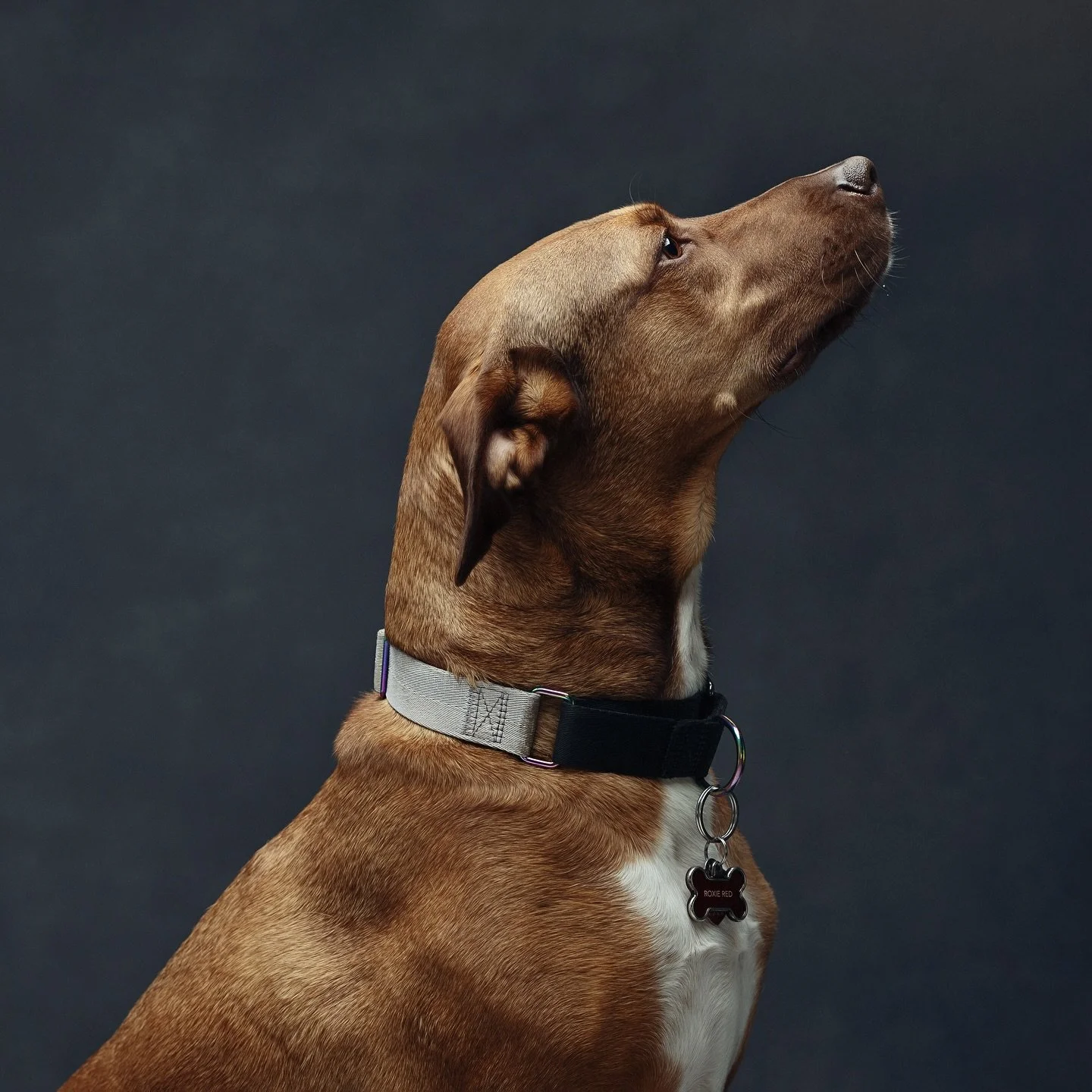 T R U E

They will always be your biggest fan. You are their pack leader. Their comfort and protection. Their master. Their love. In turn they will offer the same unconditional love and devotion. And protect you while you go to the toilet. This is th