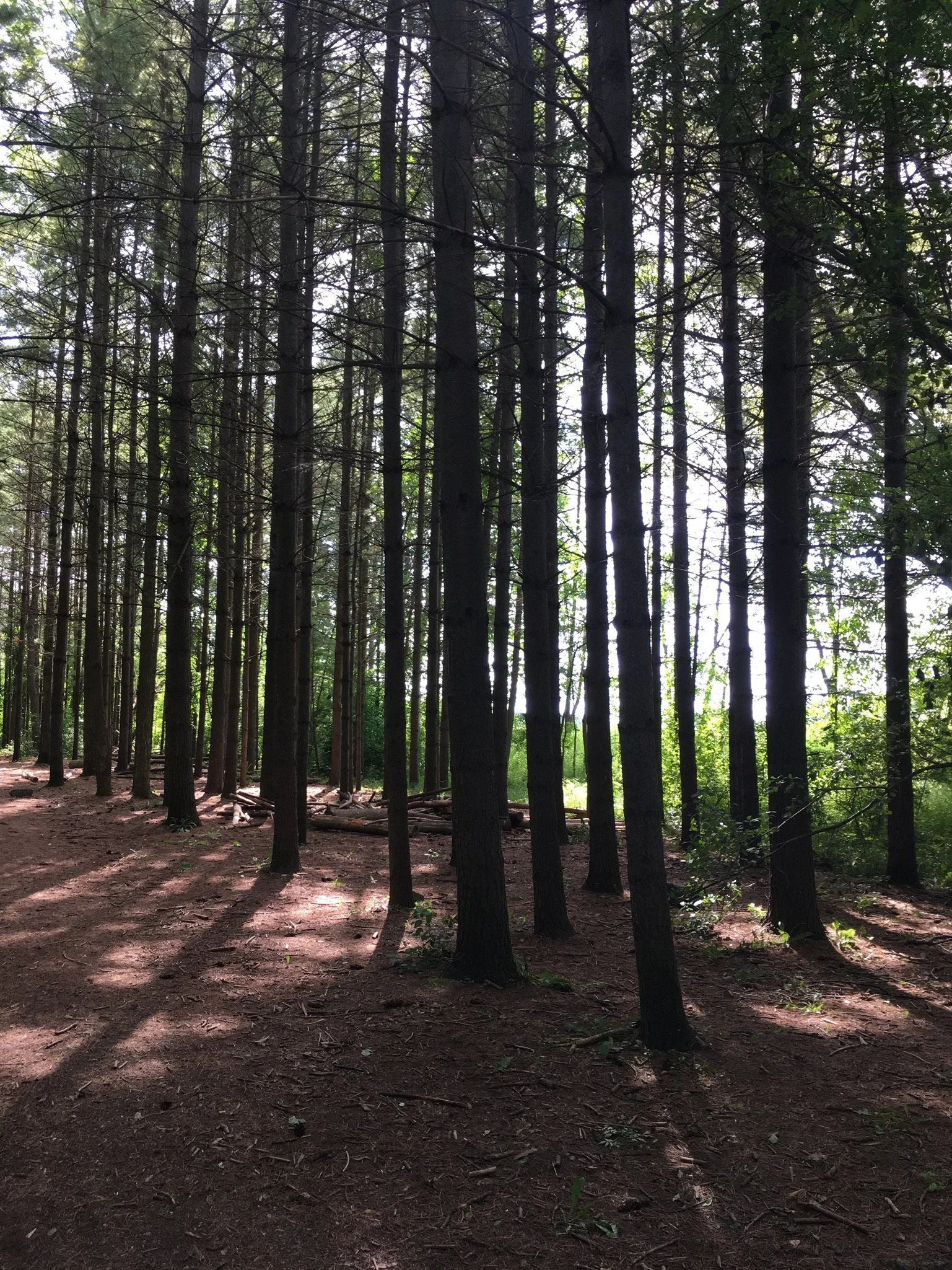 Excerpt from 30 Days of Joy: A Devotional - Day 11 Romans 15:13