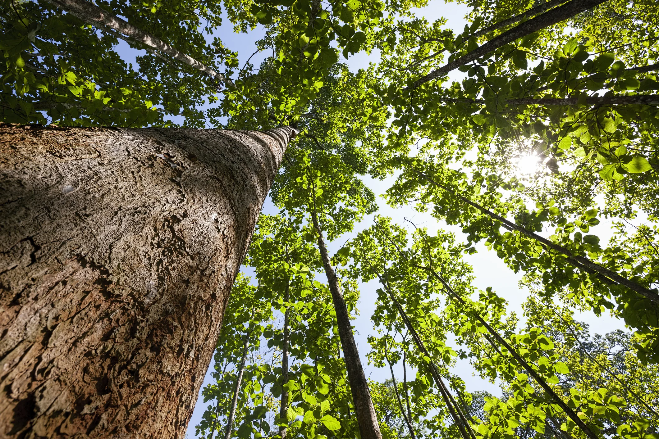 Photo by enviromantic/iStock / Getty Images