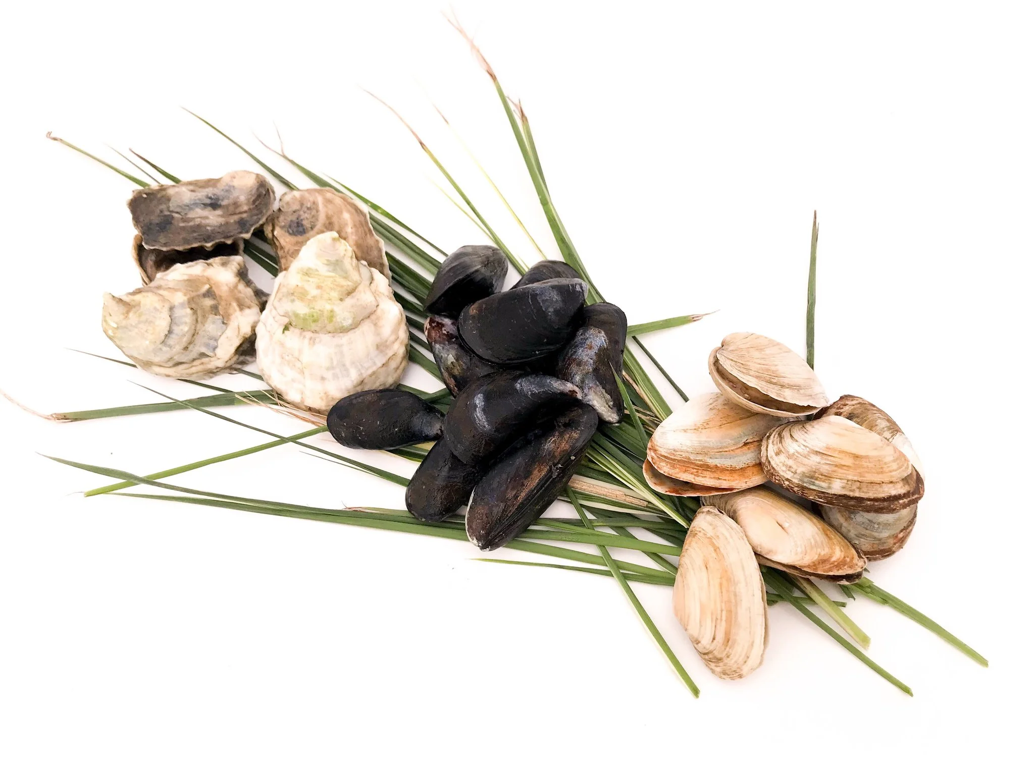 Real Oyster Cult.jpg