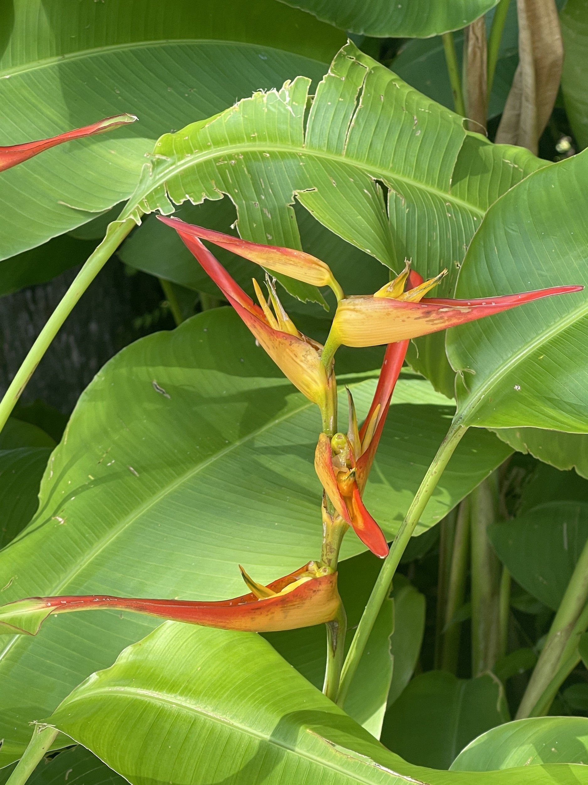 bird-of-paradise-costa-rica.JPG