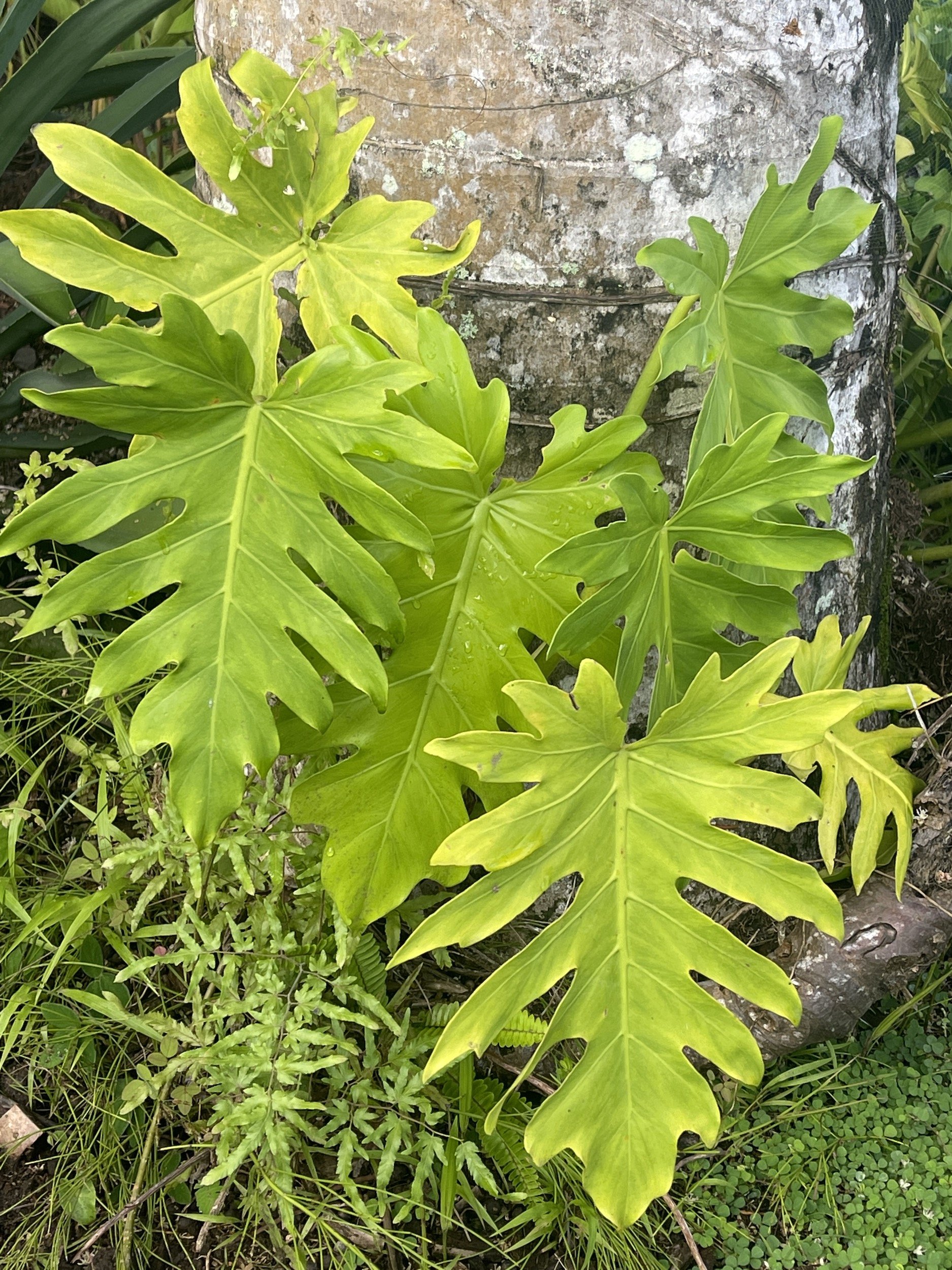 costa-rica-leaves.JPG