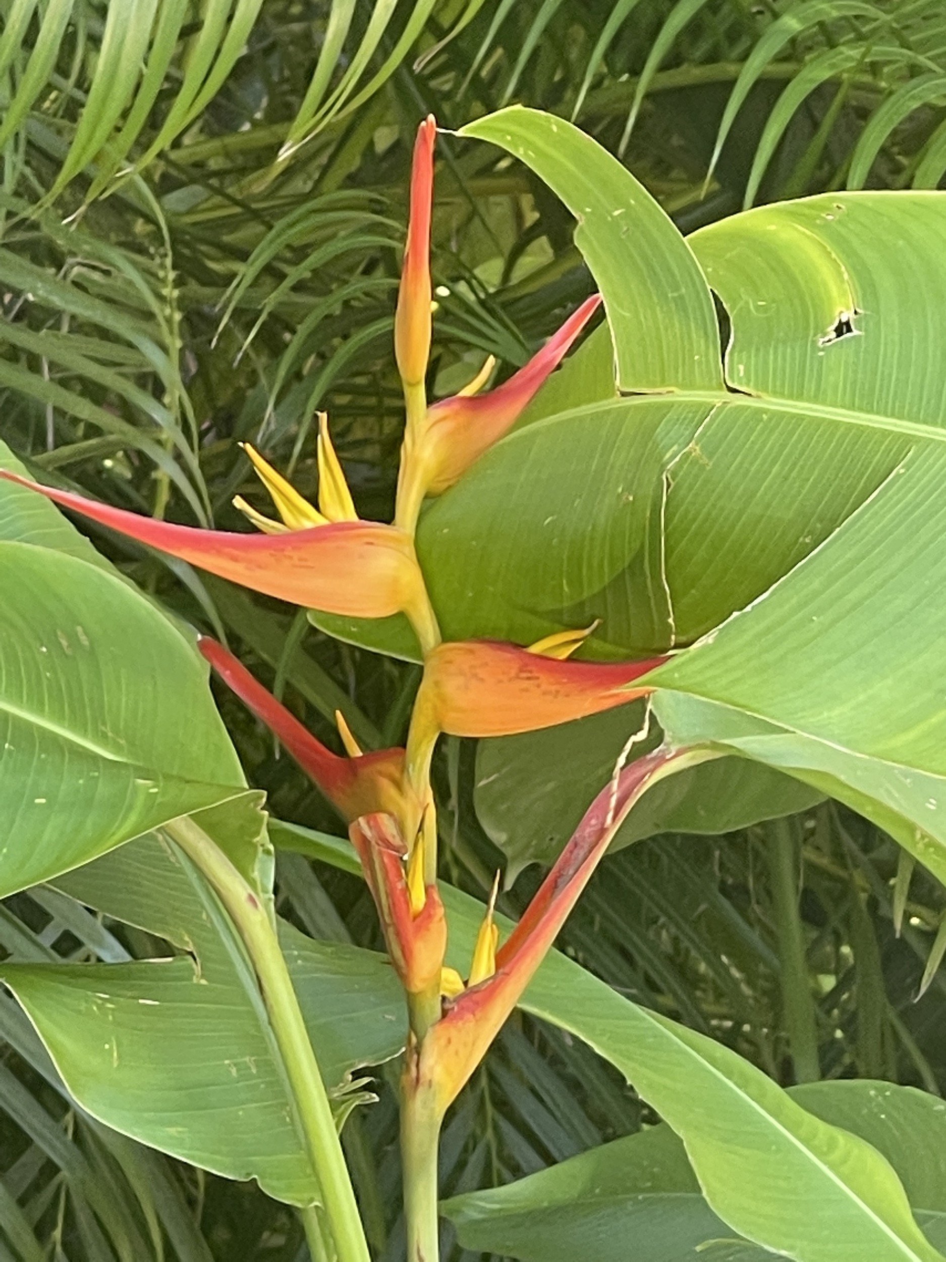 bird-of-paradise-2-coast-rica.JPG