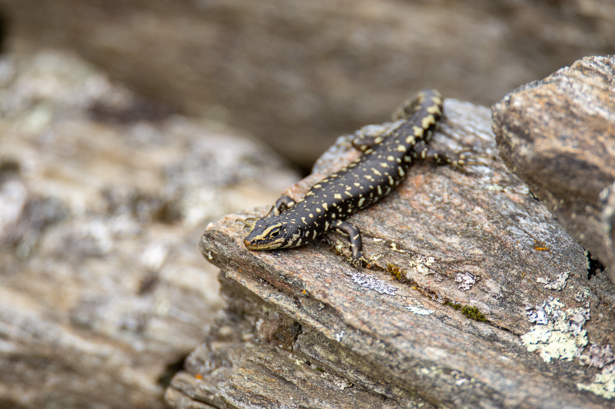otago skink_photo cred Giverny Forbes.jpg
