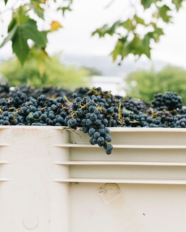 Daydreaming of blue, sweet, and ripe fruit from the vine.