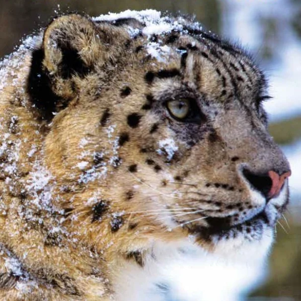 Conservation and Adaptation in Asia’s High Mountain Landscapes