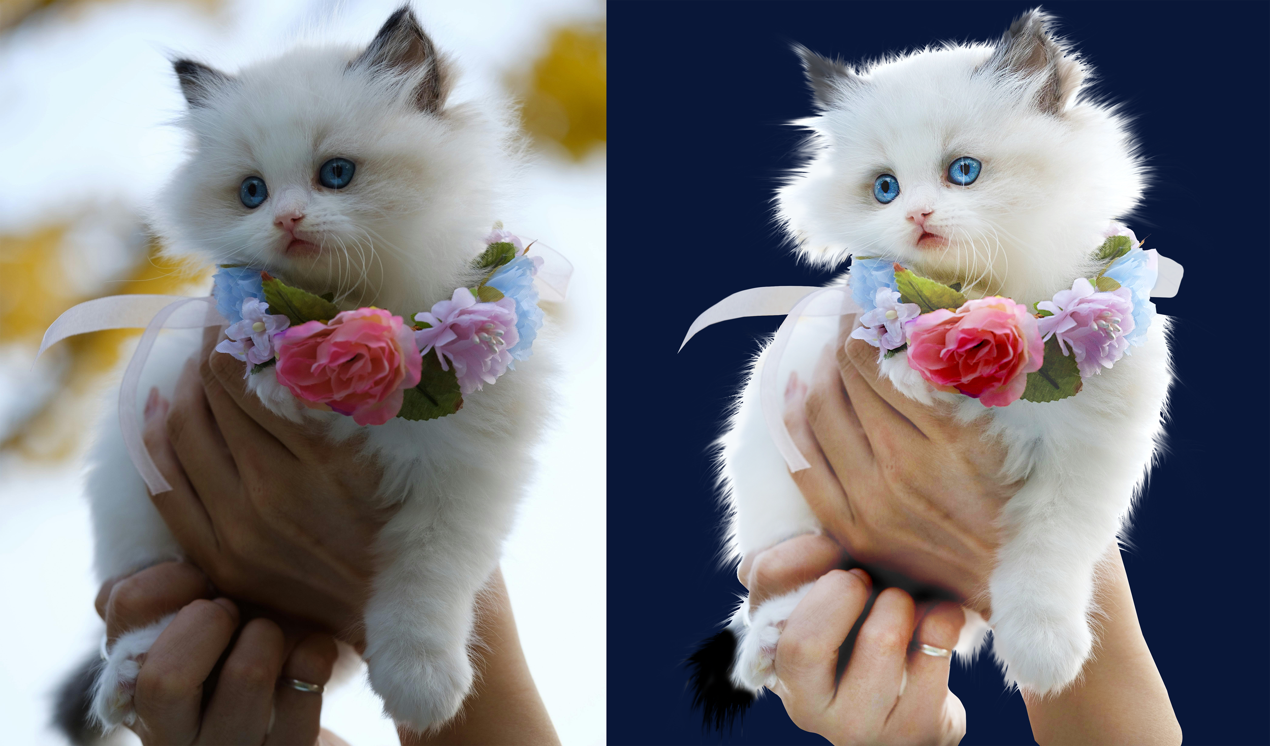 CatPhotoManipulationSBS.png