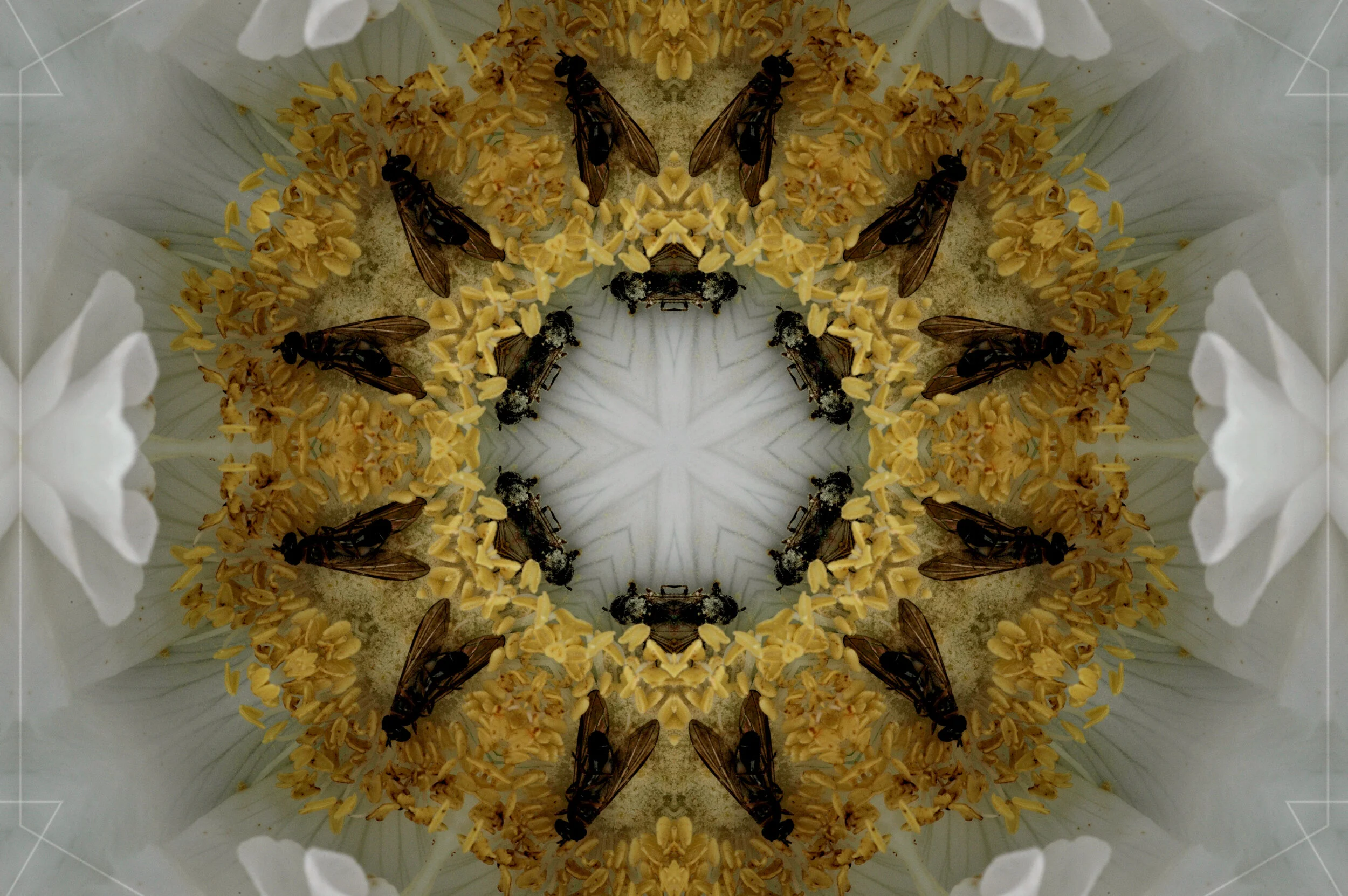 I Have Remembered Who I Am // Honey and Marrow