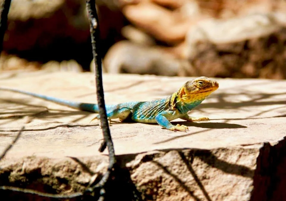 Lizard.jpeg