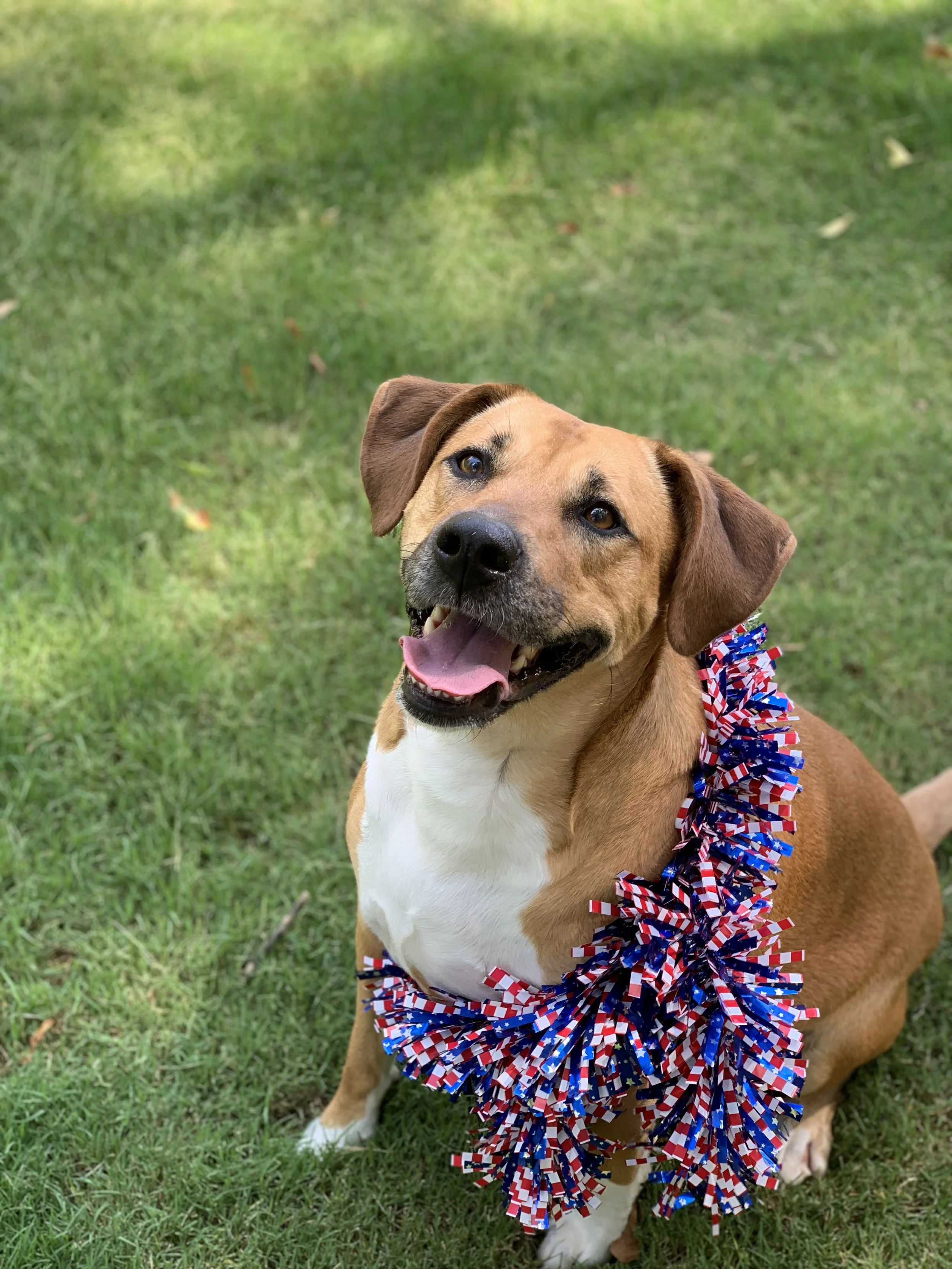 Memorial Day 2019 — Mission Road Kennels
