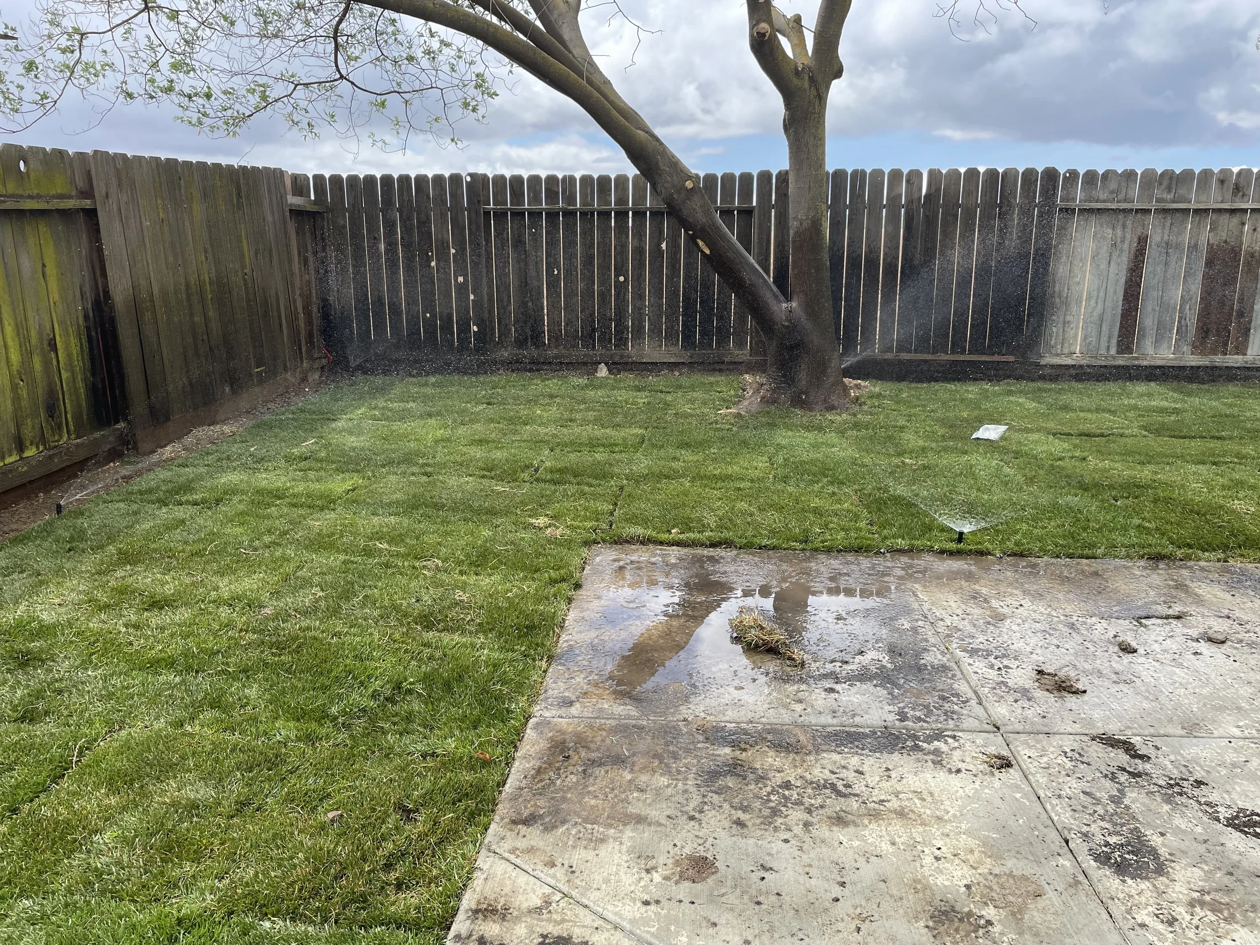 Backyard with a wooden fence, a tree, a lawn, and a wet concrete patio, with a sprinkler watering the grass.
