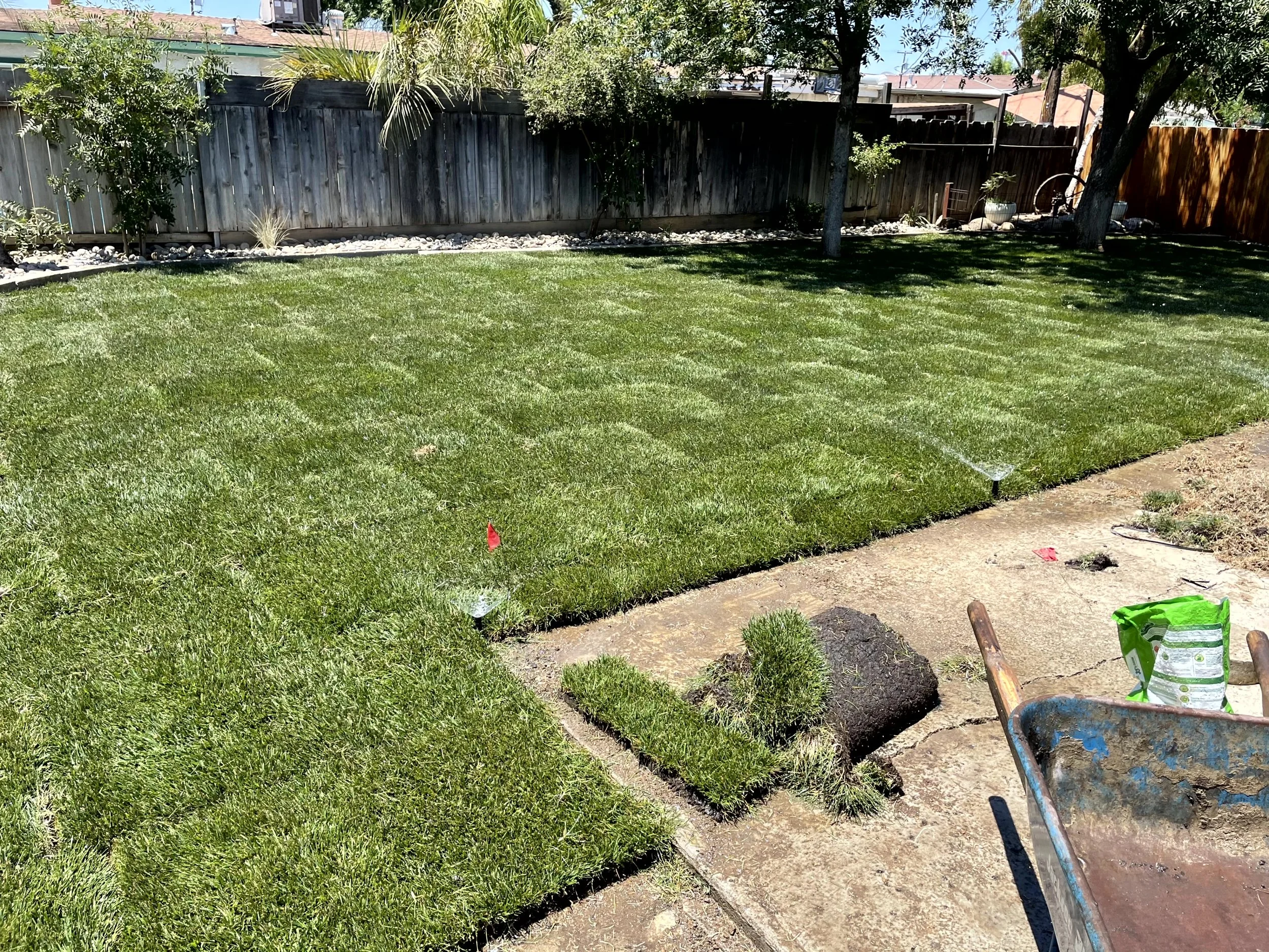 A backyard with a freshly laid lawn, sprinkler watering the grass, and a wheelbarrow with gardening supplies nearby. There are trees and a wooden fence in the background.