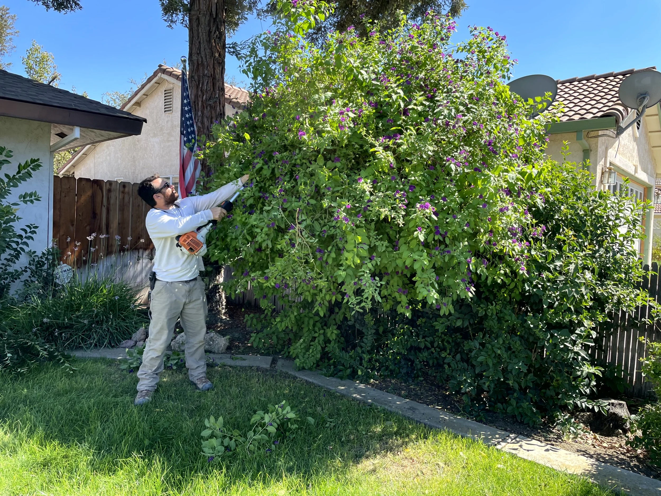 A man trimming a large, flowering bush in a backyard with a hedge trimmer, wearing sunglasses, a white shirt, and khaki pants.