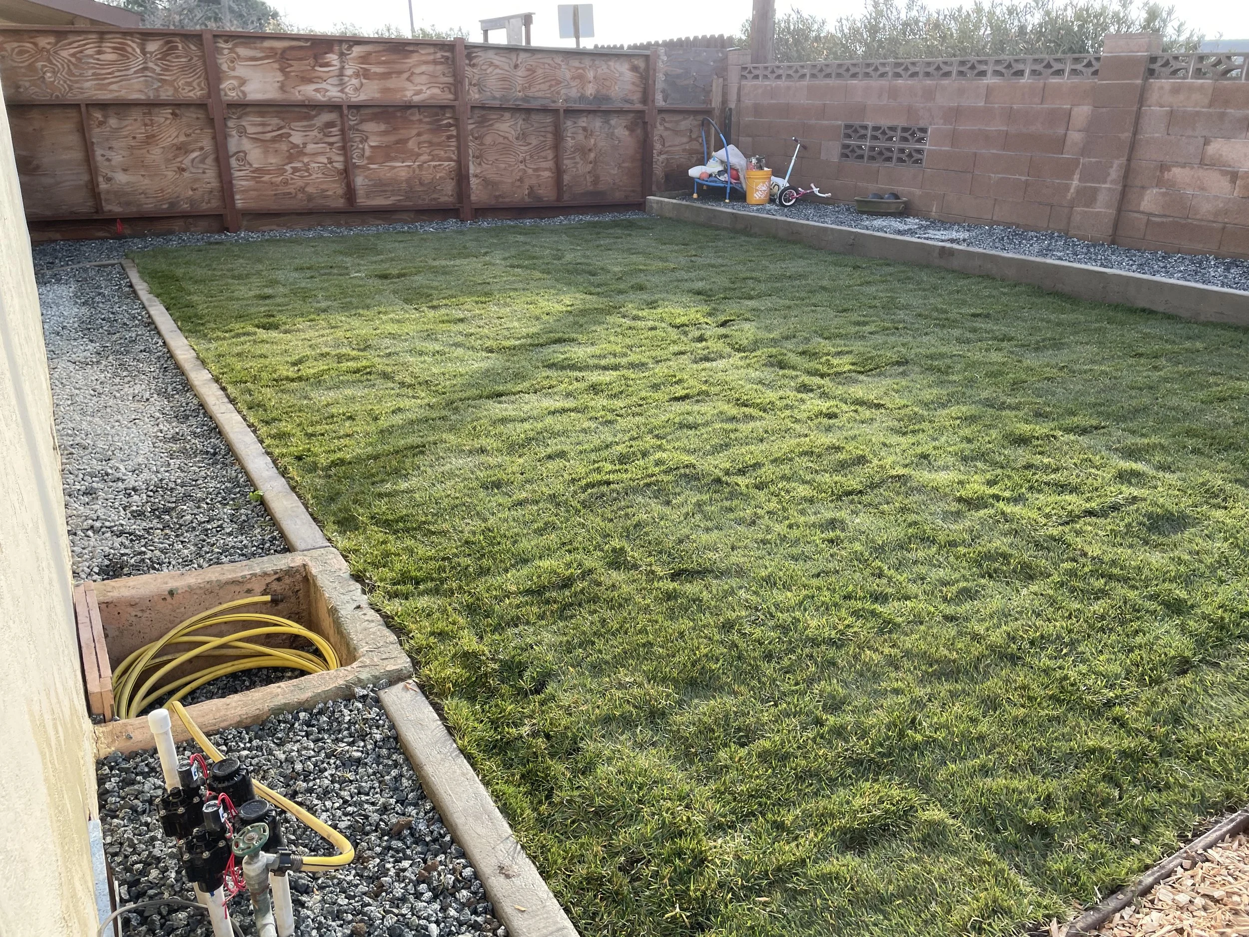 Newly installed grass lawn in backyard with sprinkler system and garden decor near the back fence.